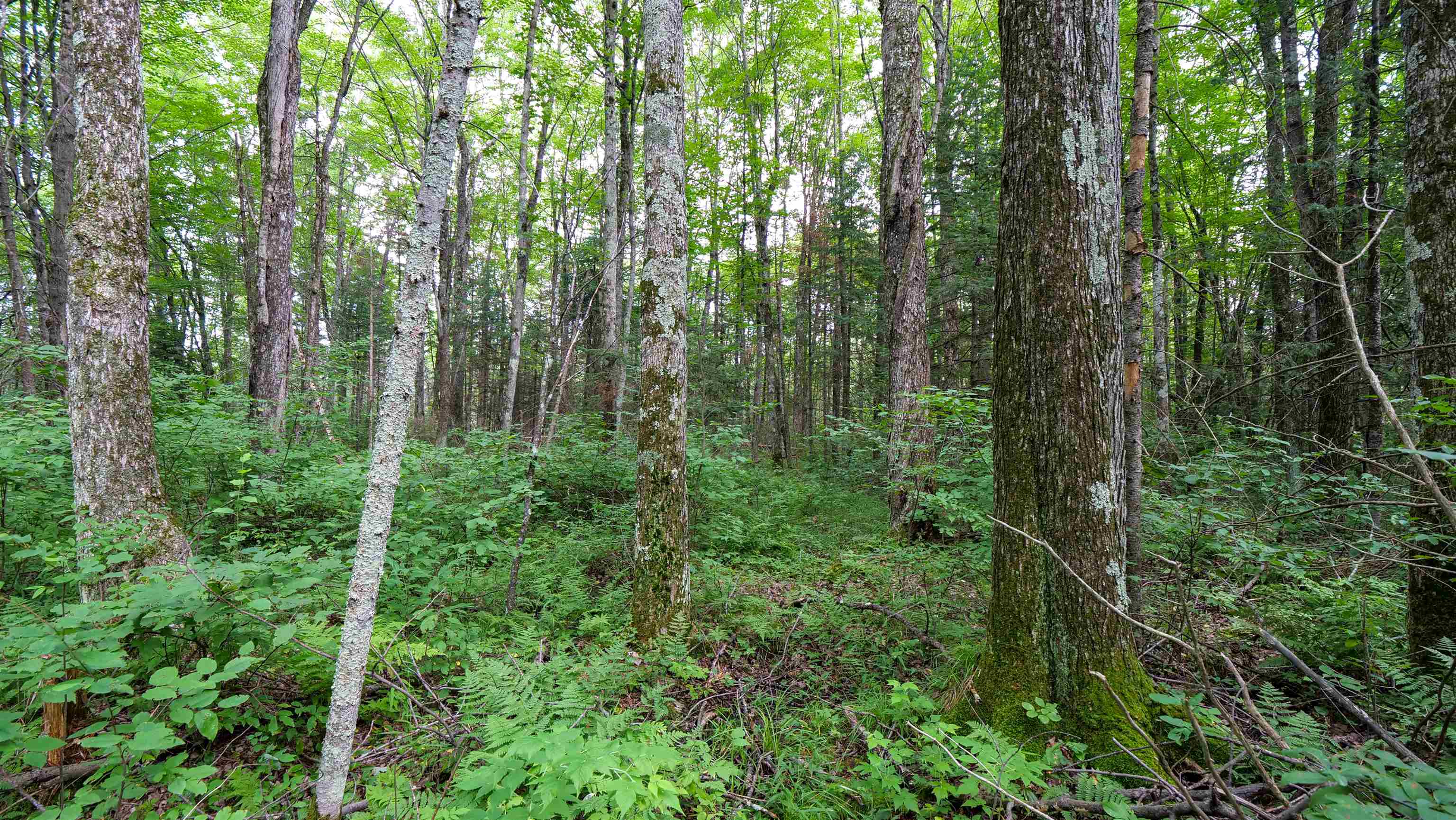 160-ac 160-ac Cedar Merrill, WI 54452 - Photo 19 of 63