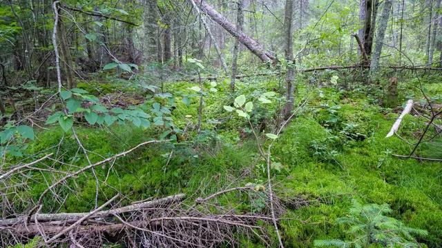 $275,000 | 160-ac 160-ac Cedar, Merrill, WI 54452