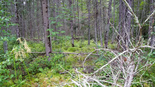 $275,000 | 160-ac 160-ac Cedar, Merrill, WI 54452