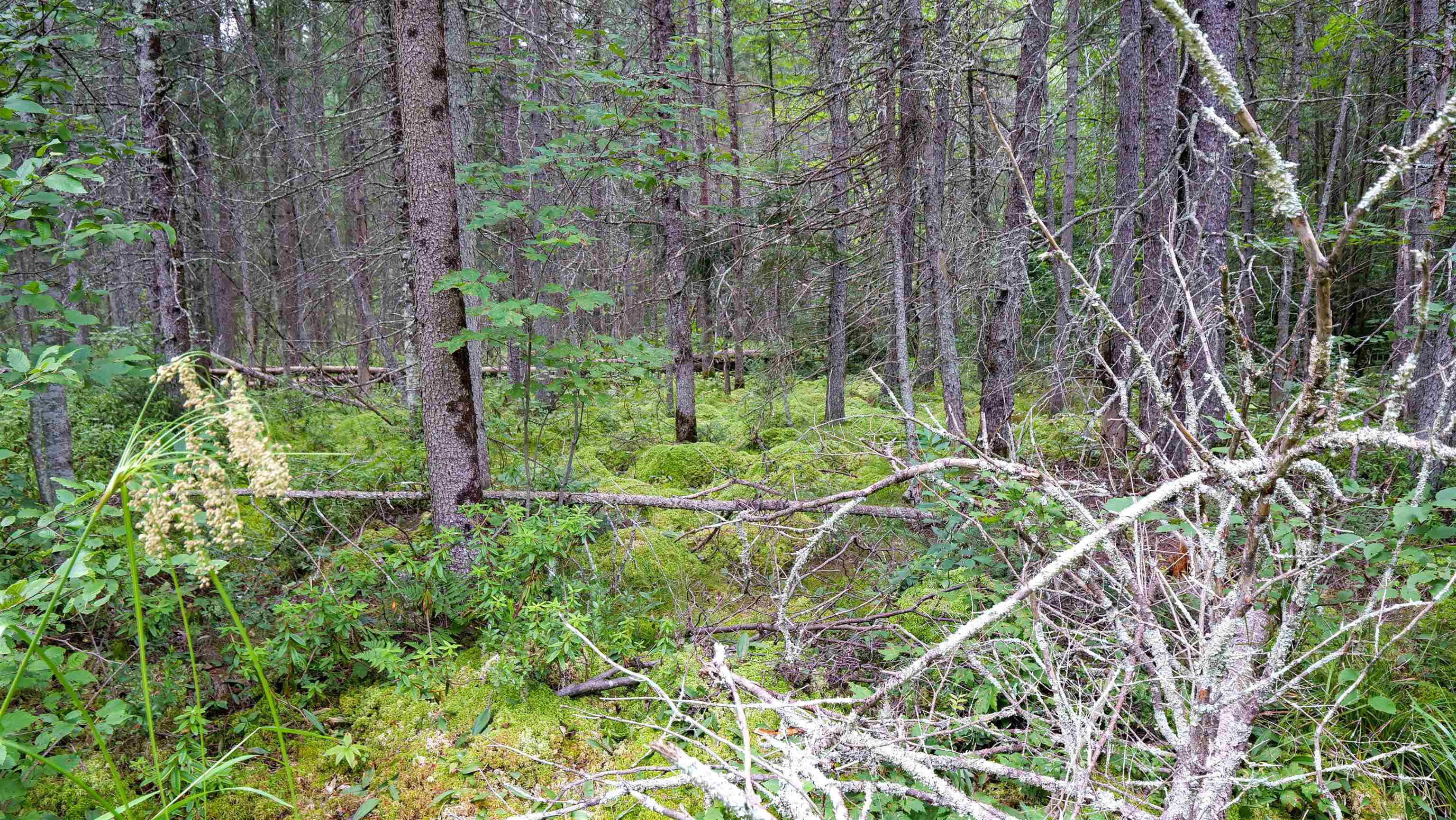 160-ac 160-ac Cedar Merrill, WI 54452 - Photo 21 of 63