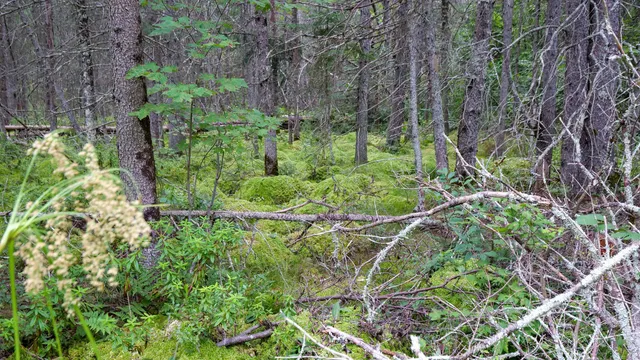 $275,000 | 160-ac 160-ac Cedar, Merrill, WI 54452