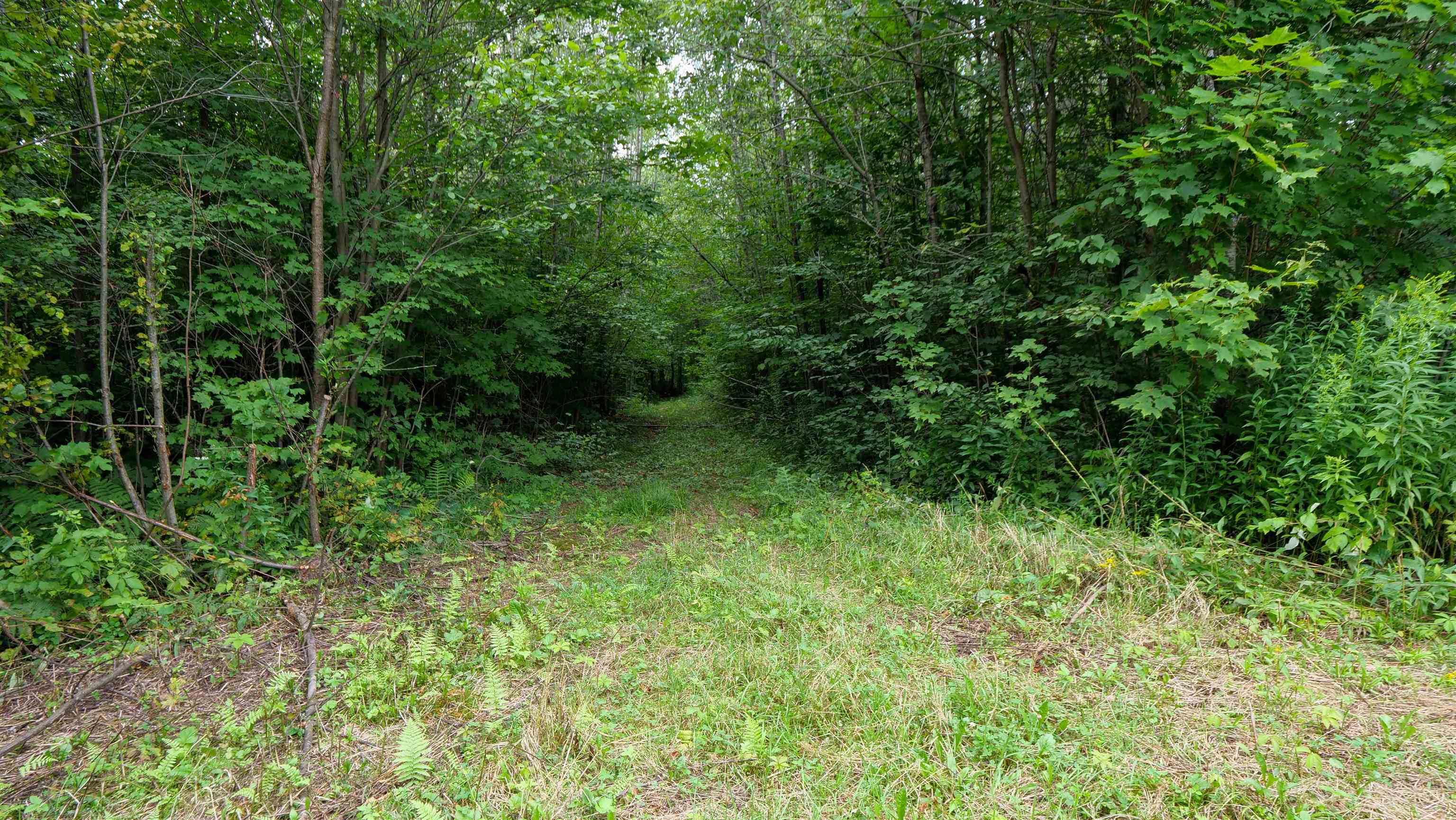 160-ac 160-ac Cedar Merrill, WI 54452 - Photo 23 of 63