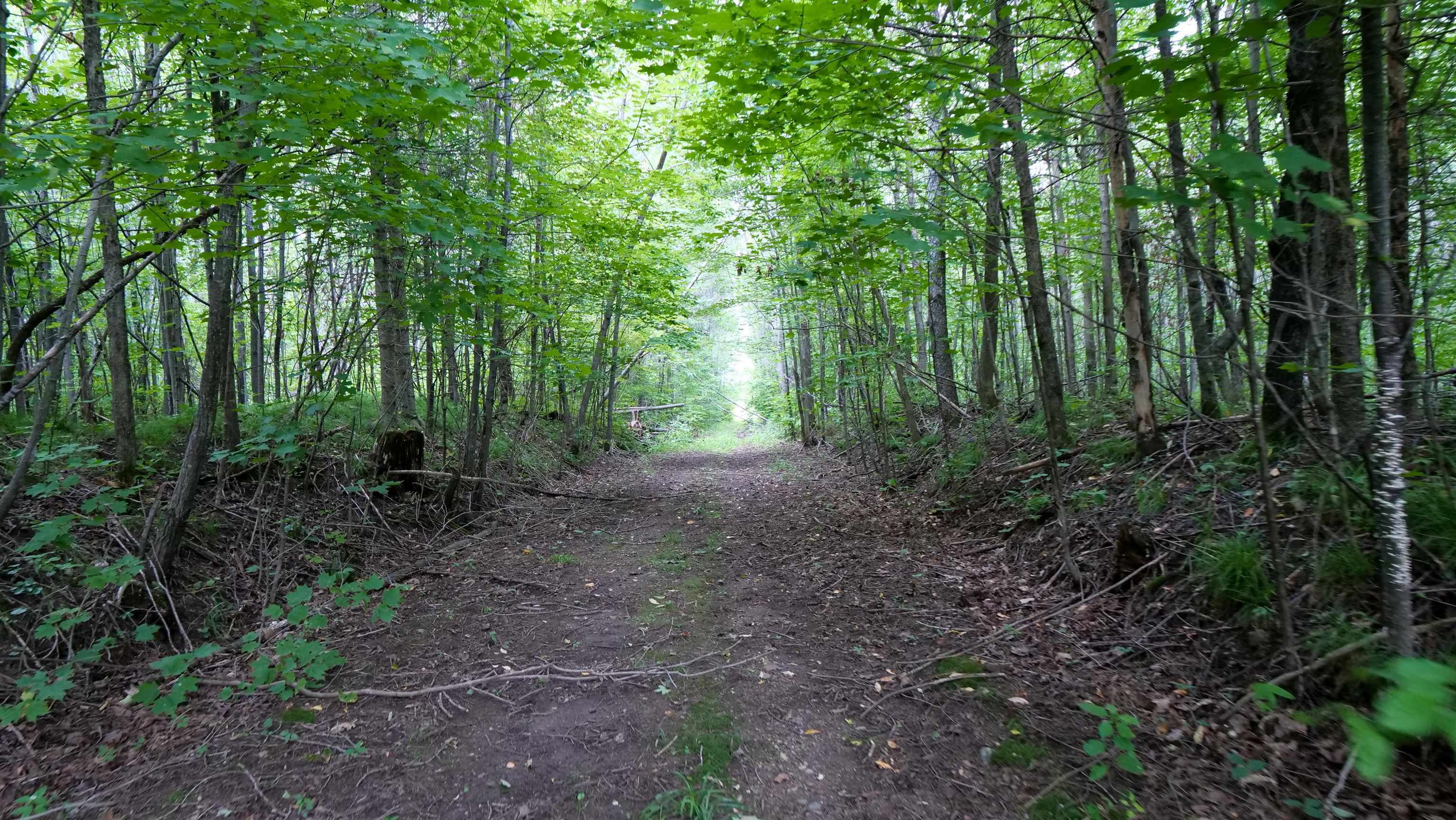 160-ac 160-ac Cedar Merrill, WI 54452 - Photo 24 of 63