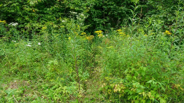 $275,000 | 160-ac 160-ac Cedar, Merrill, WI 54452