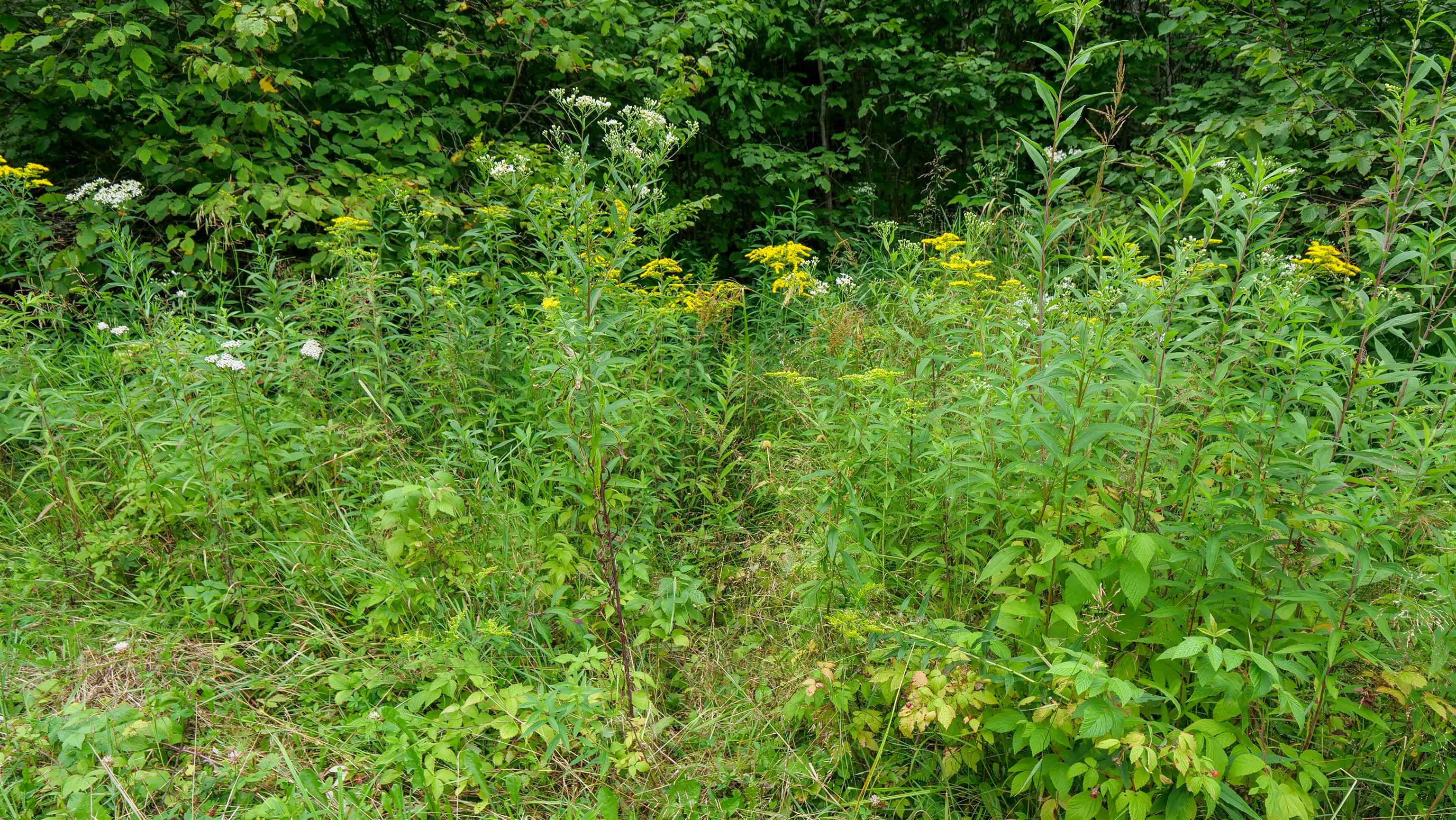 160-ac 160-ac Cedar Merrill, WI 54452 - Photo 29 of 63