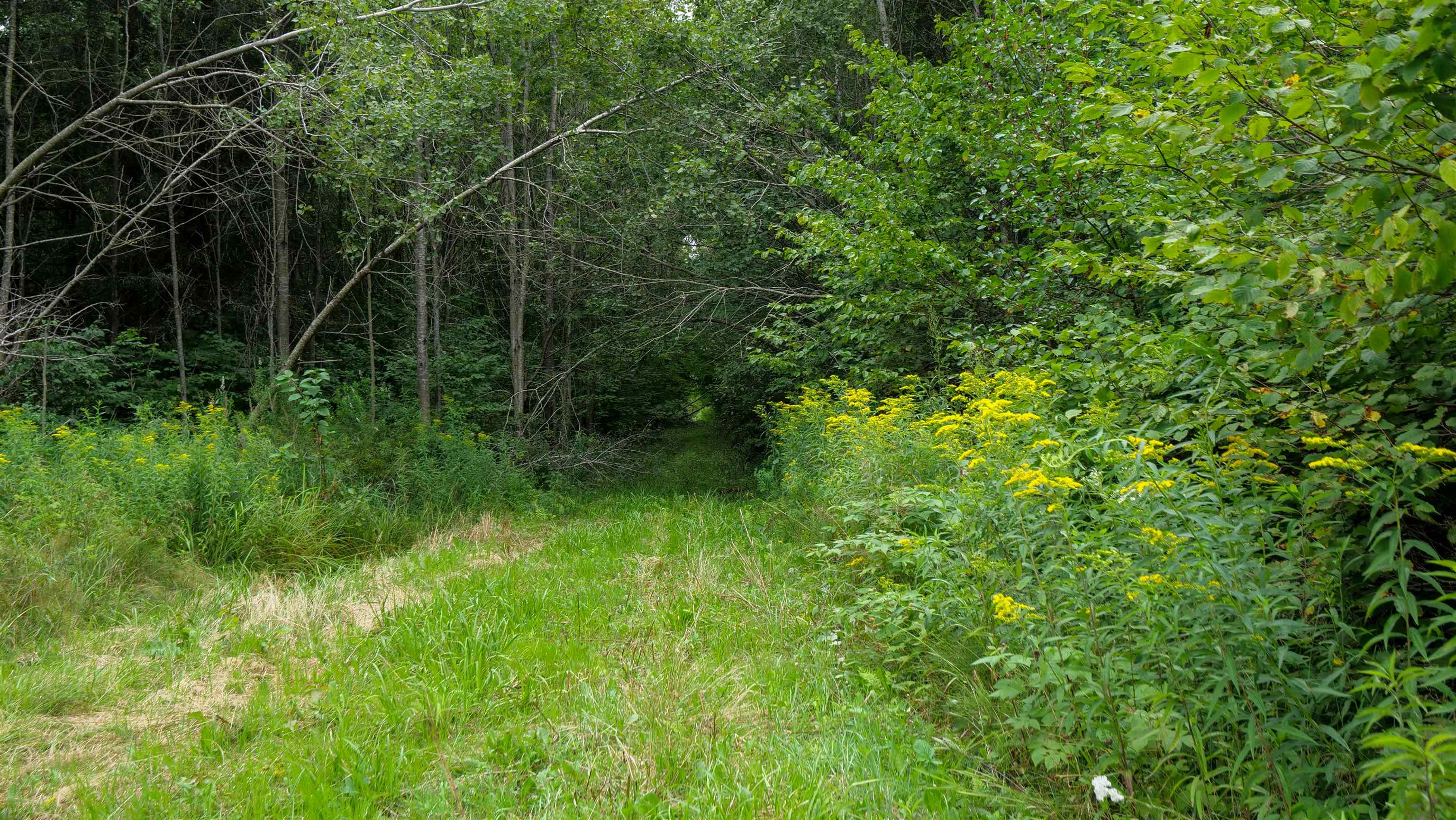 160-ac 160-ac Cedar Merrill, WI 54452 - Photo 30 of 63