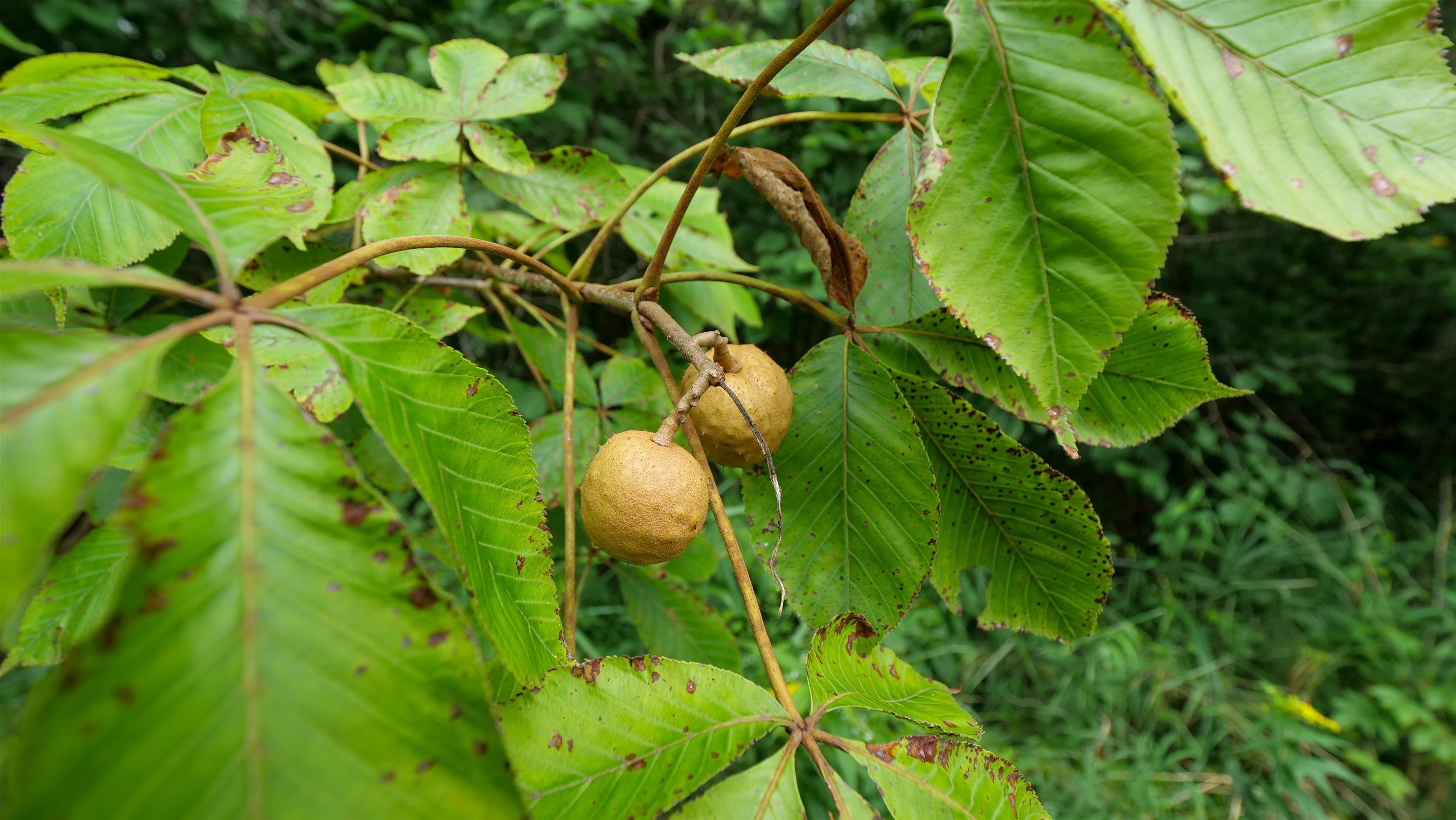 160-ac 160-ac Cedar Merrill, WI 54452 - Photo 3 of 63