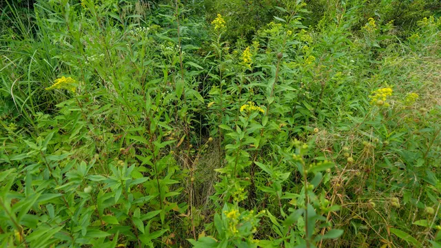 $275,000 | 160-ac 160-ac Cedar, Merrill, WI 54452