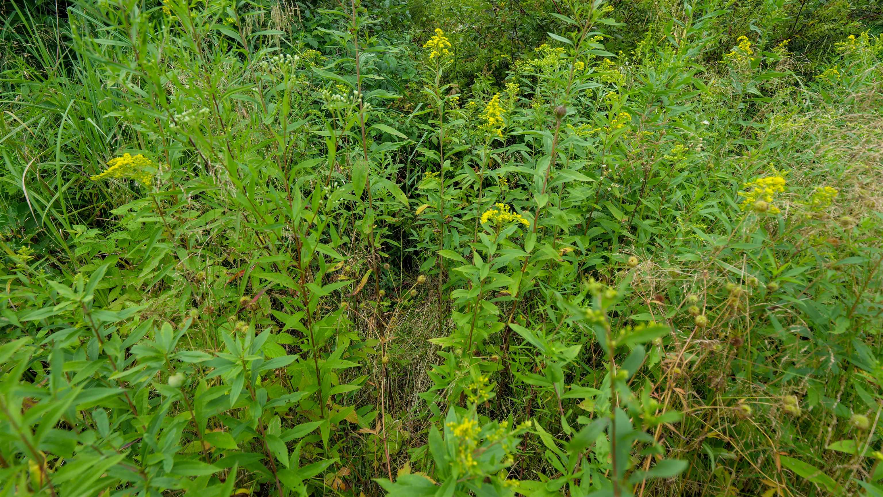 160-ac 160-ac Cedar Merrill, WI 54452 - Photo 31 of 63