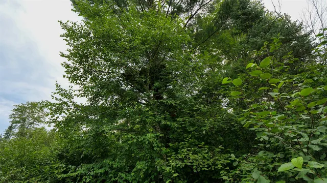 $275,000 | 160-ac 160-ac Cedar, Merrill, WI 54452