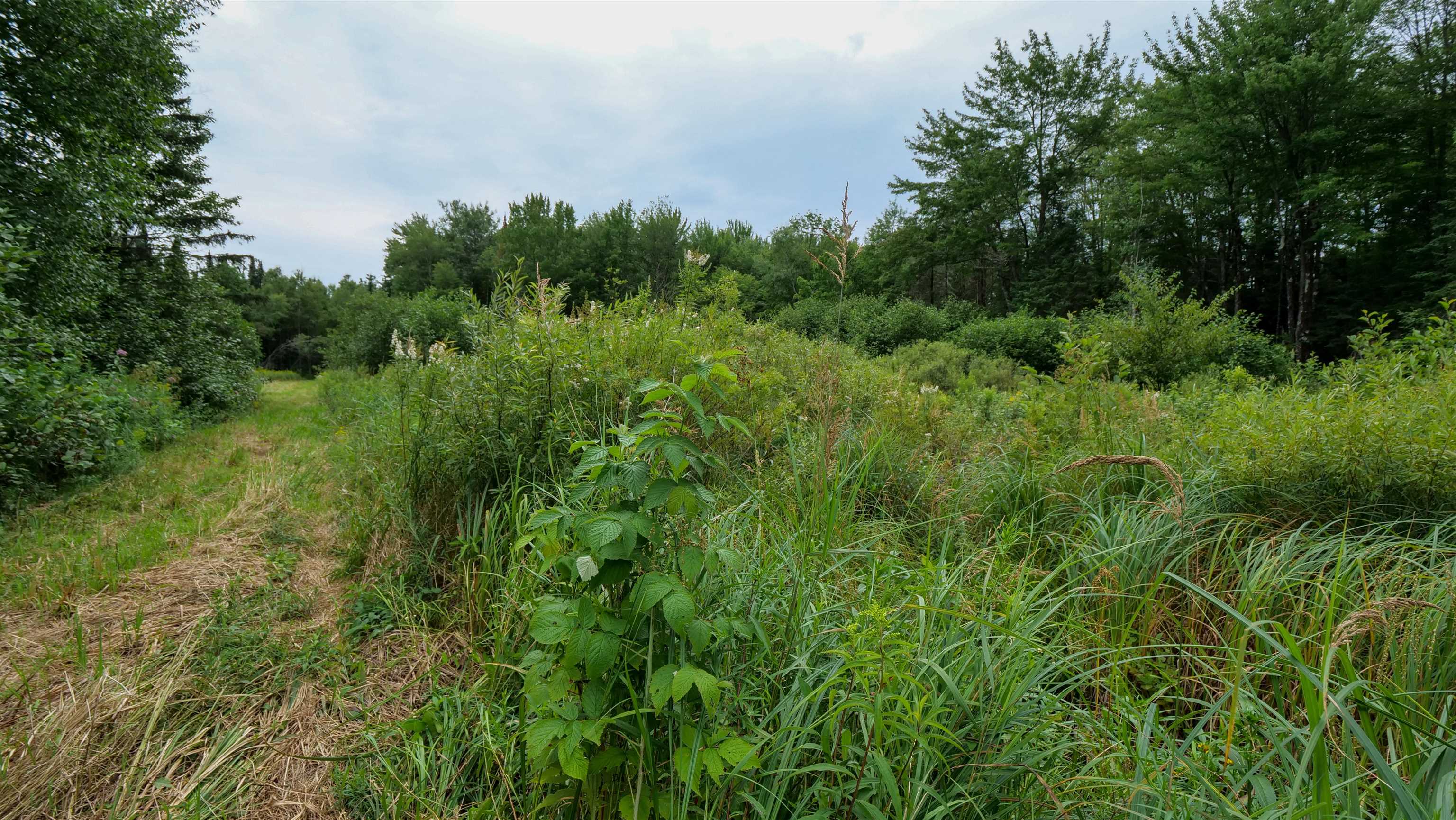 160-ac 160-ac Cedar Merrill, WI 54452 - Photo 35 of 63