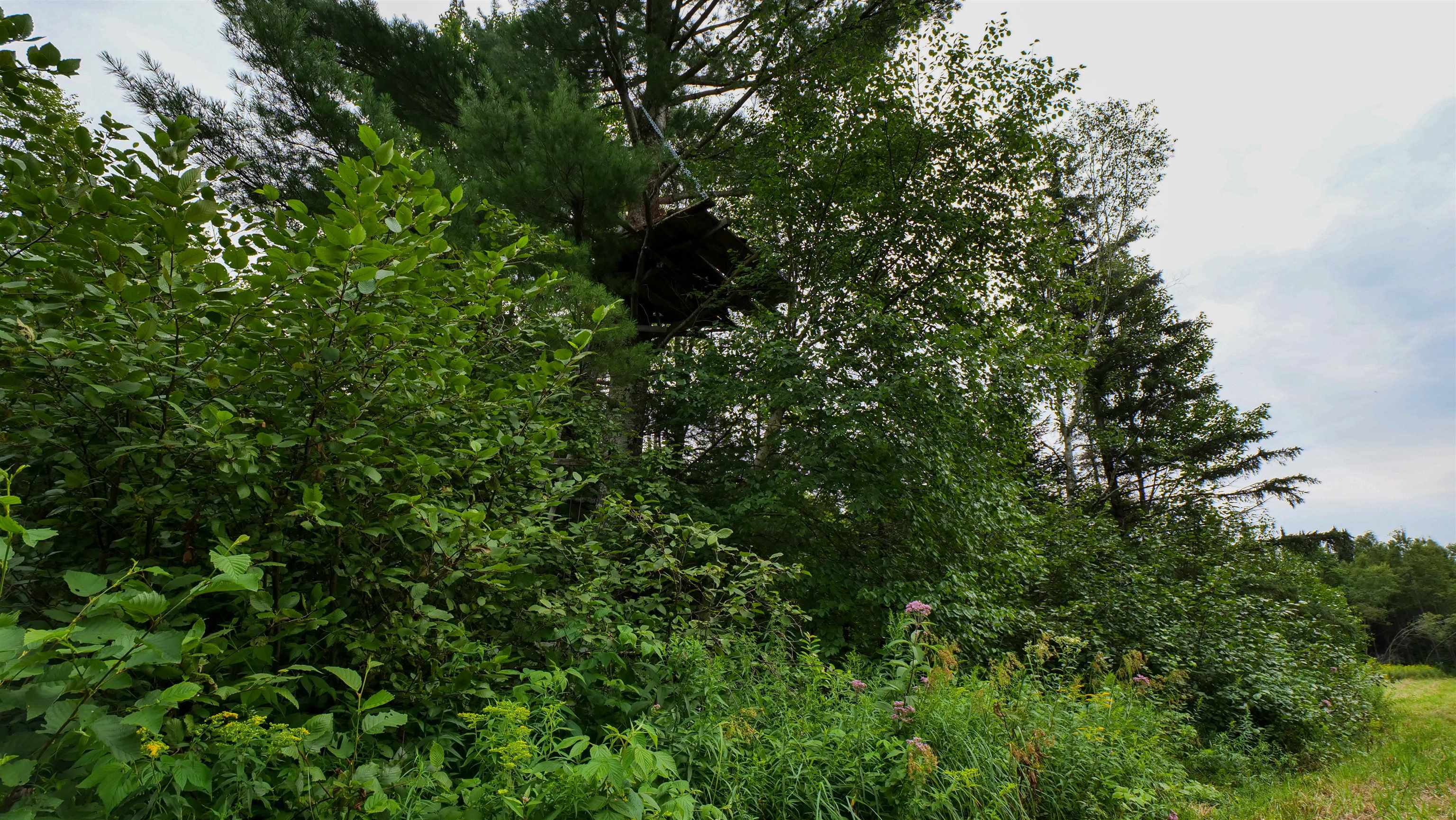 160-ac 160-ac Cedar Merrill, WI 54452 - Photo 36 of 63