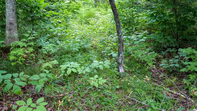 $275,000 | 160-ac 160-ac Cedar, Merrill, WI 54452