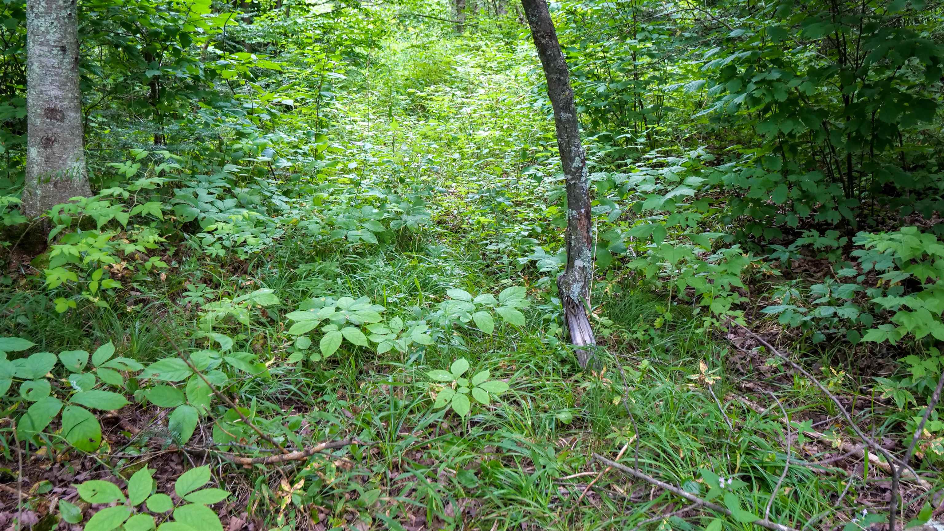 160-ac 160-ac Cedar Merrill, WI 54452 - Photo 43 of 63