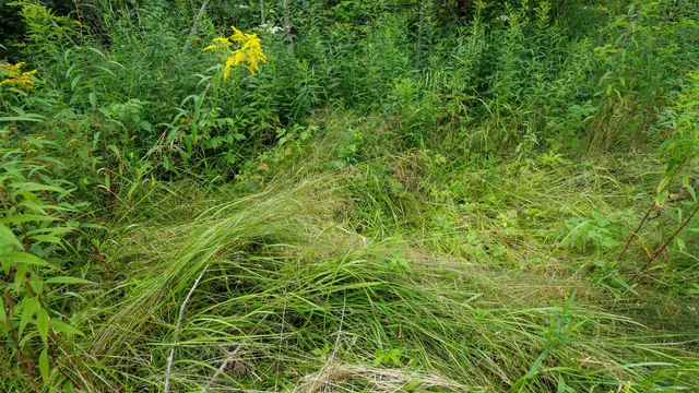 $275,000 | 160-ac 160-ac Cedar, Merrill, WI 54452