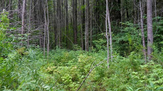 $275,000 | 160-ac 160-ac Cedar, Merrill, WI 54452