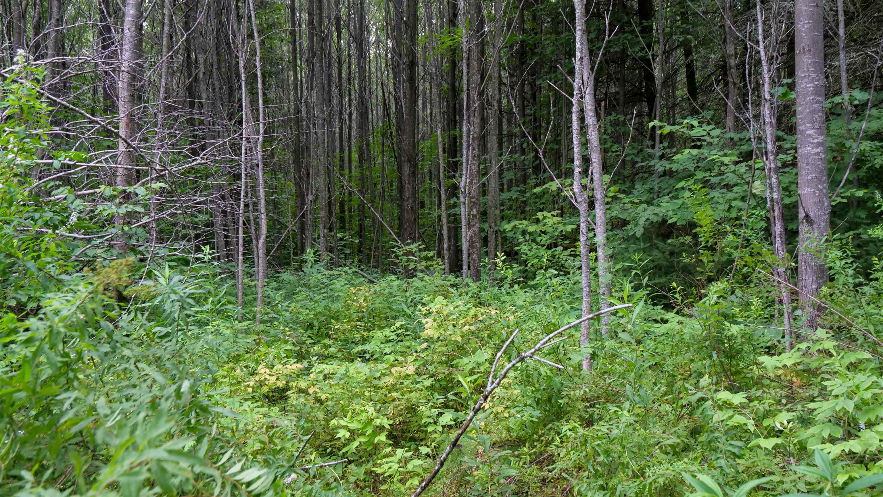 160-ac 160-ac Cedar Merrill, WI 54452 - Photo 45 of 63