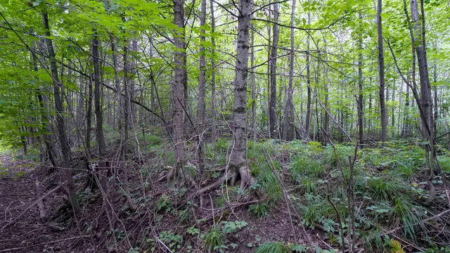 $275,000 | 160-ac 160-ac Cedar, Merrill, WI 54452