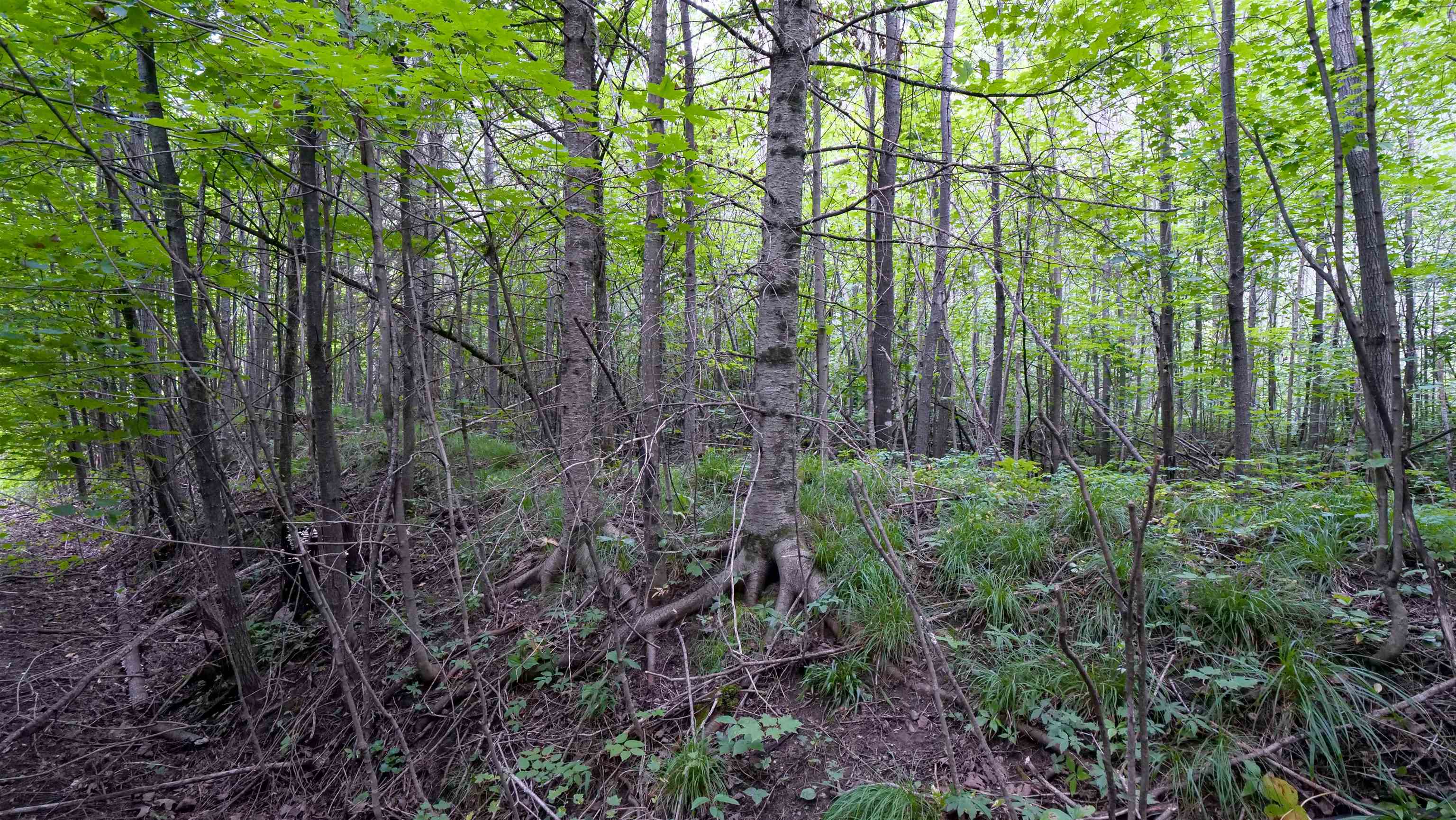 160-ac 160-ac Cedar Merrill, WI 54452 - Photo 47 of 63