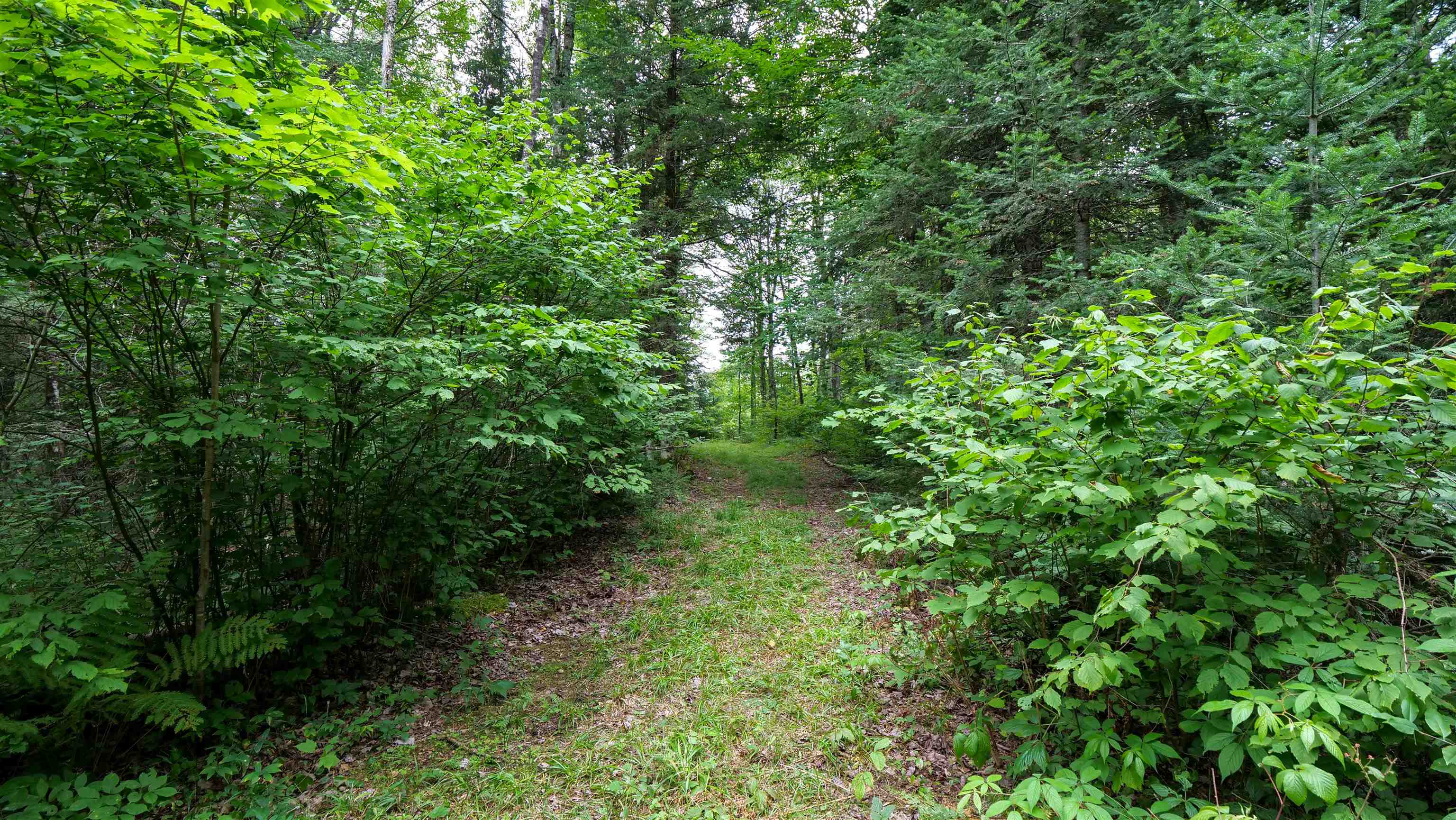 160-ac 160-ac Cedar Merrill, WI 54452 - Photo 49 of 63