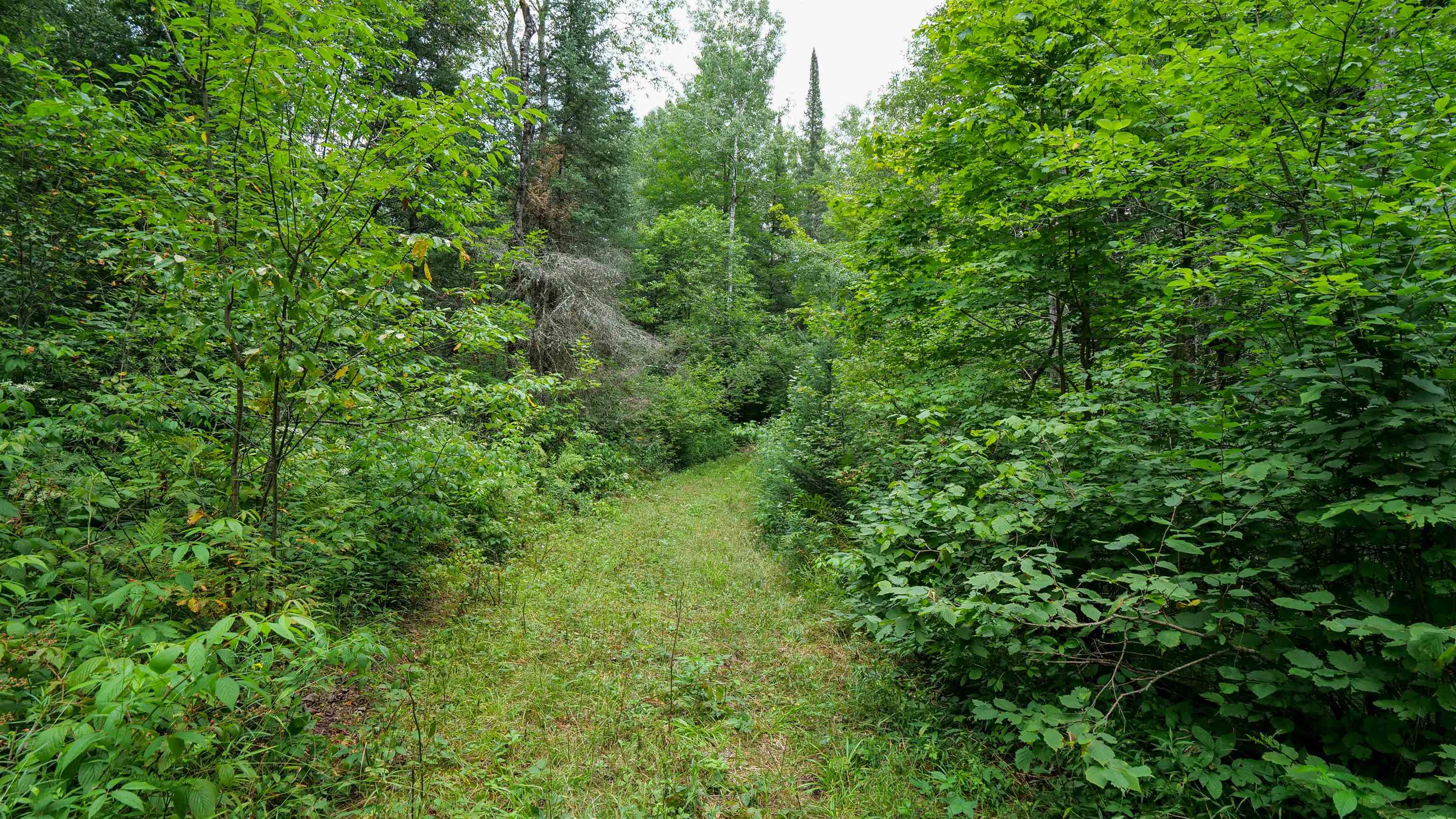 160-ac 160-ac Cedar Merrill, WI 54452 - Photo 50 of 63