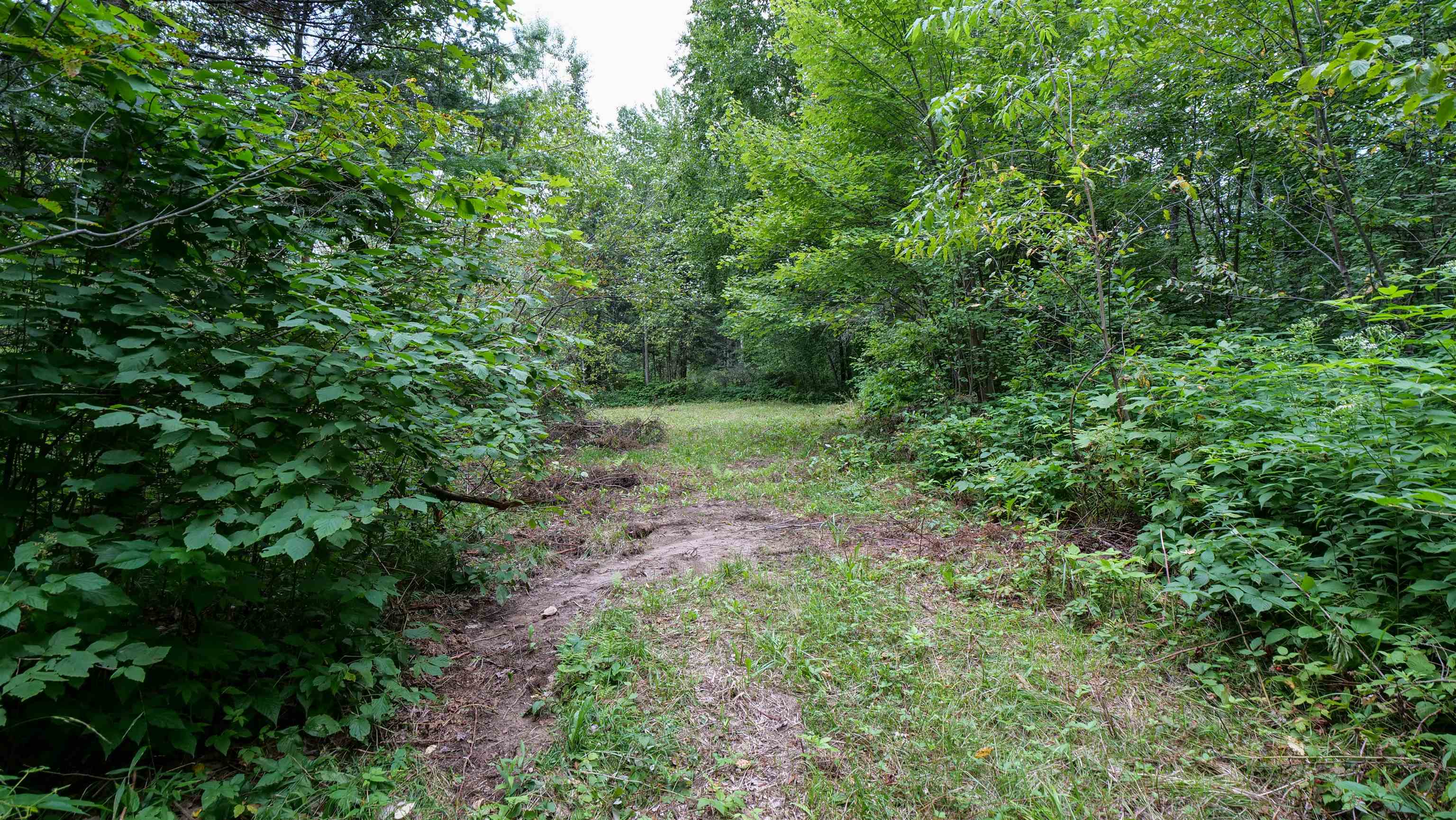 160-ac 160-ac Cedar Merrill, WI 54452 - Photo 51 of 63