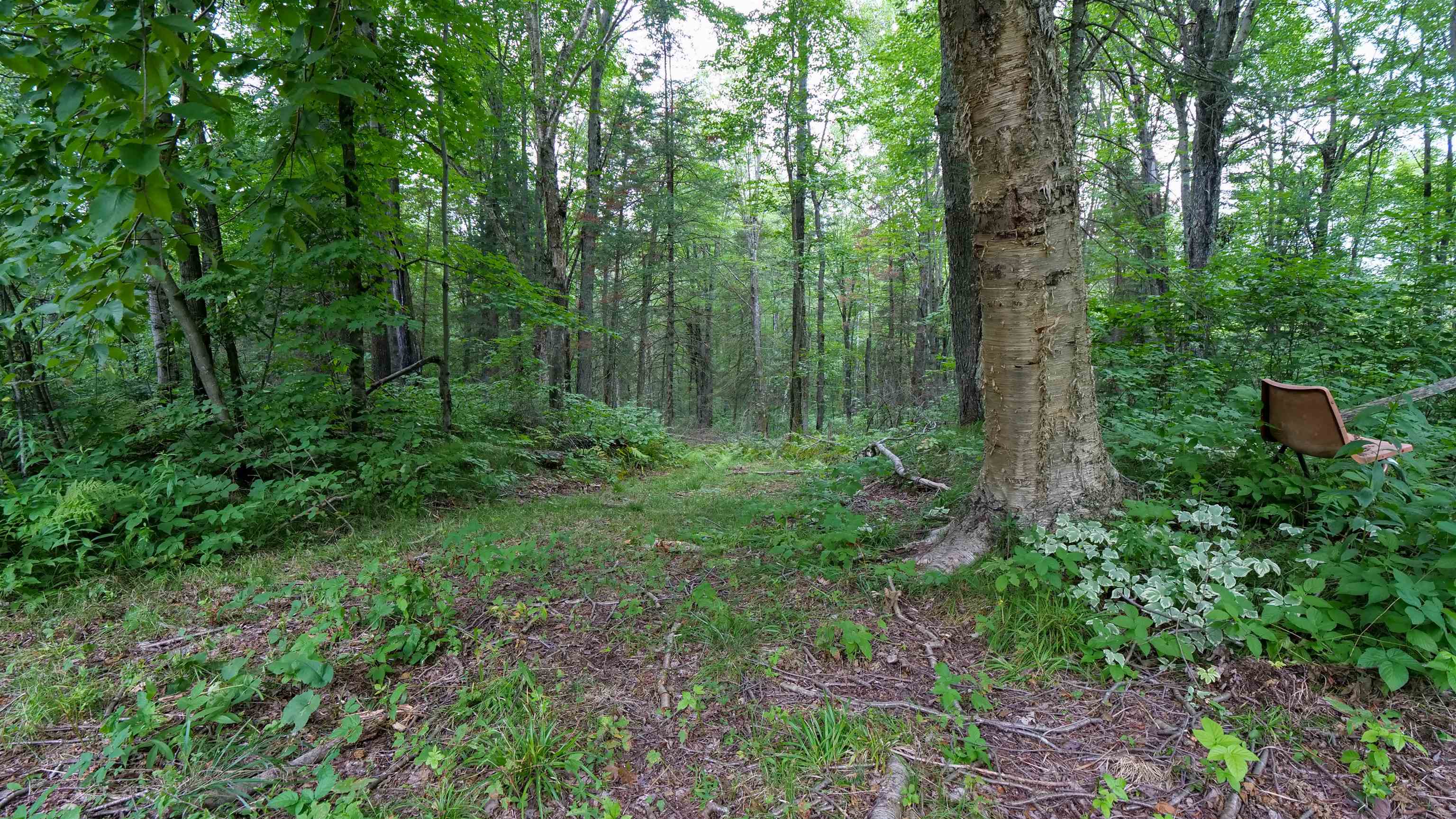 160-ac 160-ac Cedar Merrill, WI 54452 - Photo 52 of 63