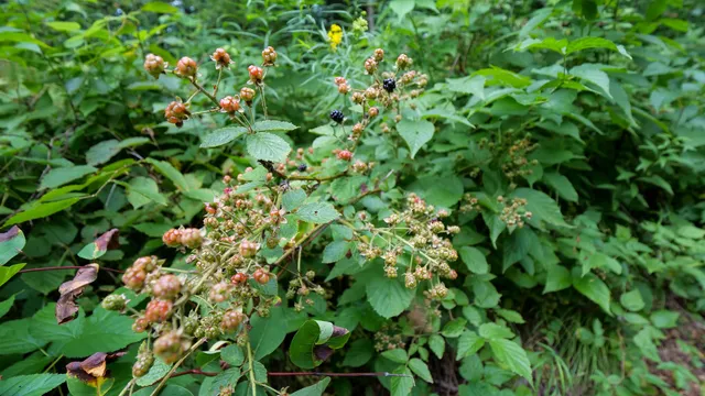 $275,000 | 160-ac 160-ac Cedar, Merrill, WI 54452