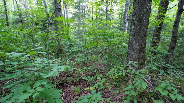 $275,000 | 160-ac 160-ac Cedar, Merrill, WI 54452