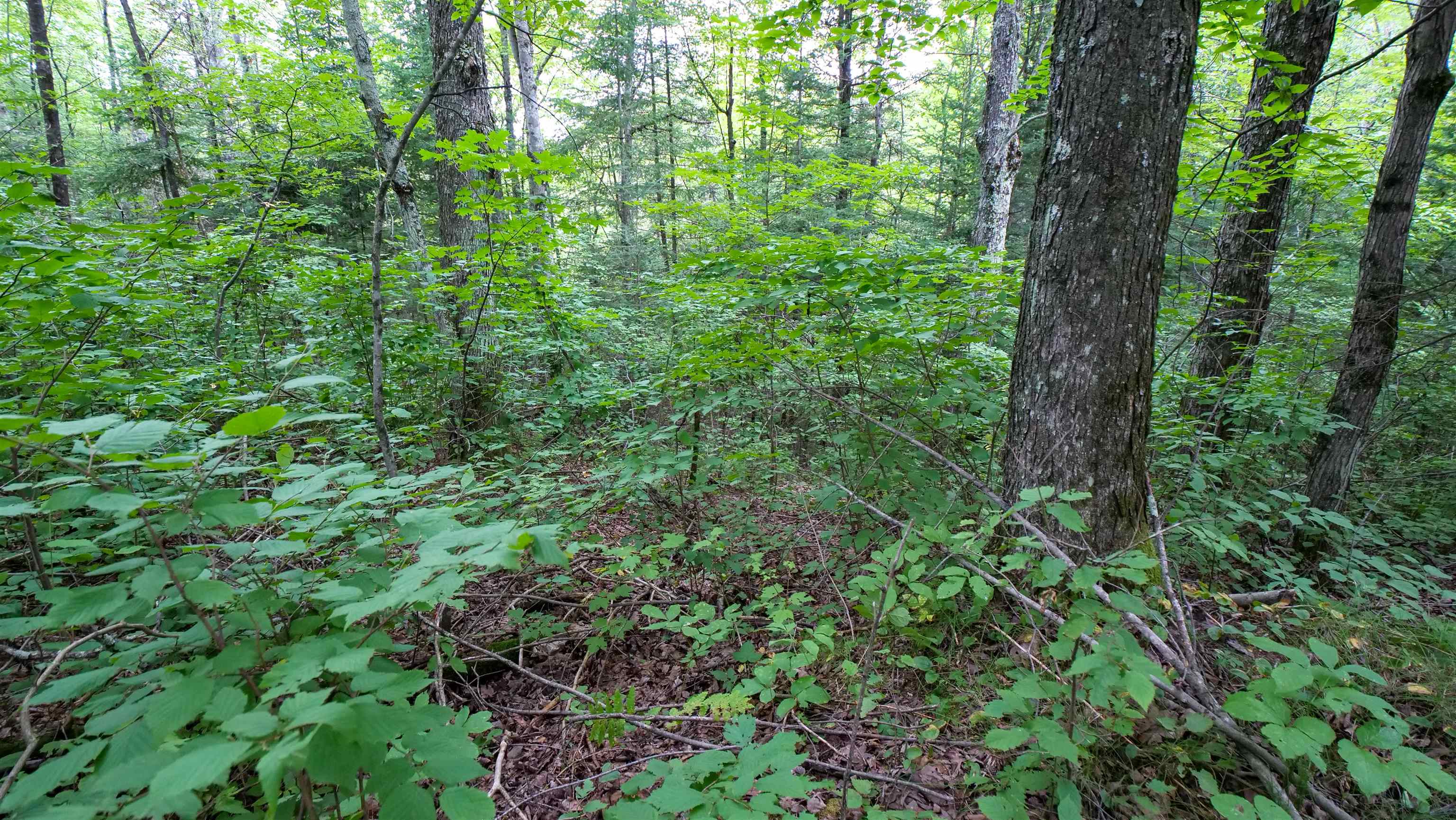 160-ac 160-ac Cedar Merrill, WI 54452 - Photo 56 of 63