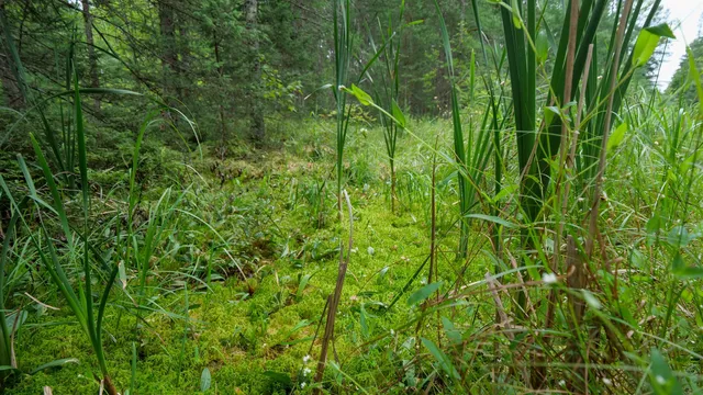 $275,000 | 160-ac 160-ac Cedar, Merrill, WI 54452