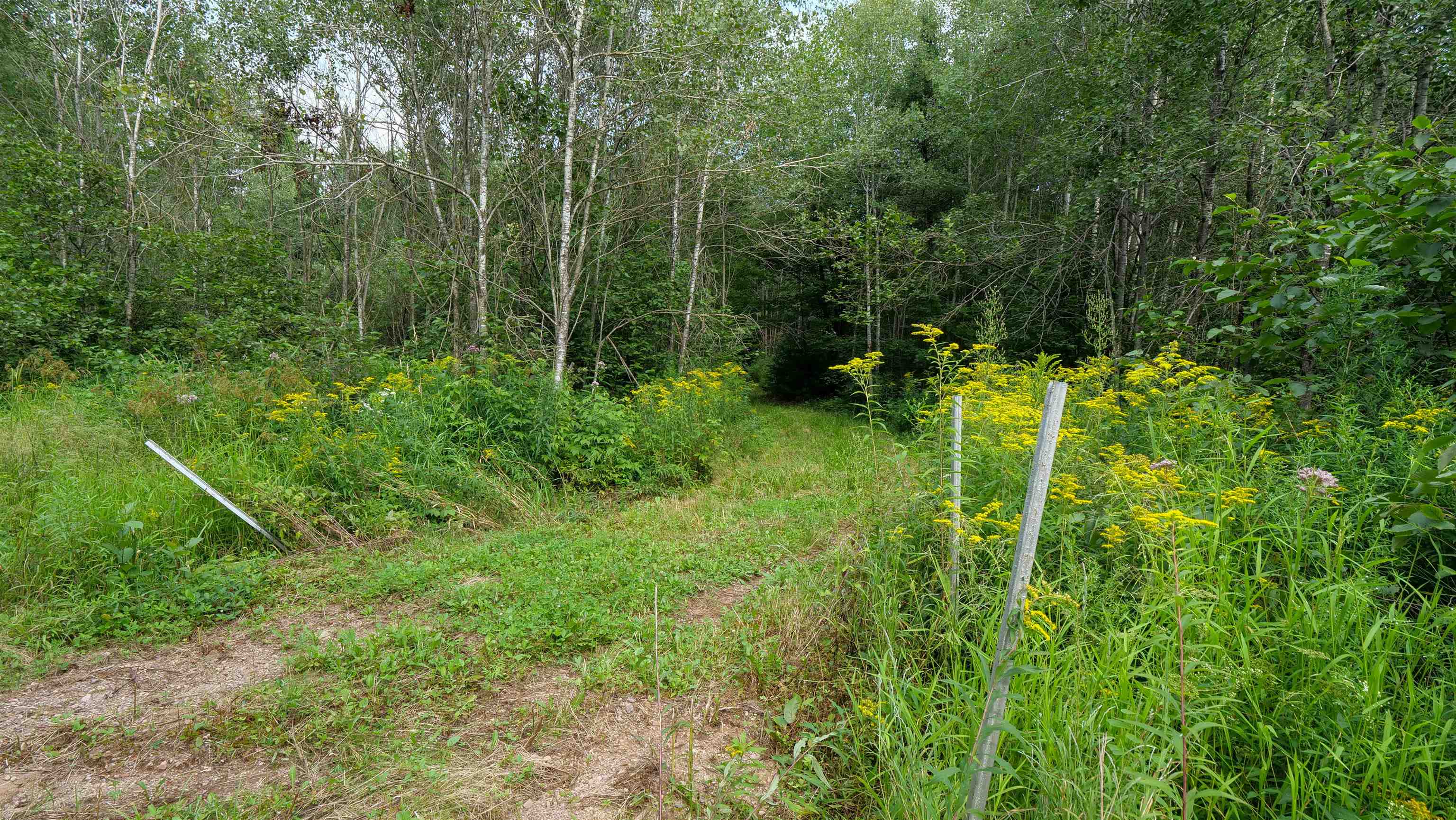 160-ac 160-ac Cedar Merrill, WI 54452 - Photo 6 of 63