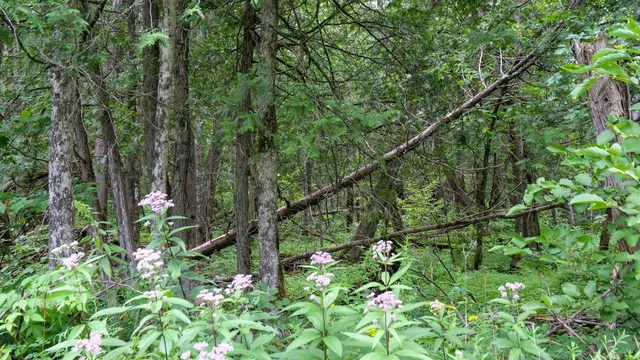 $275,000 | 160-ac 160-ac Cedar, Merrill, WI 54452