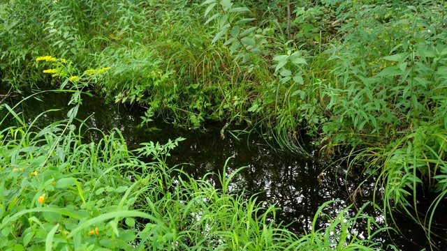 $275,000 | 160-ac 160-ac Cedar, Merrill, WI 54452