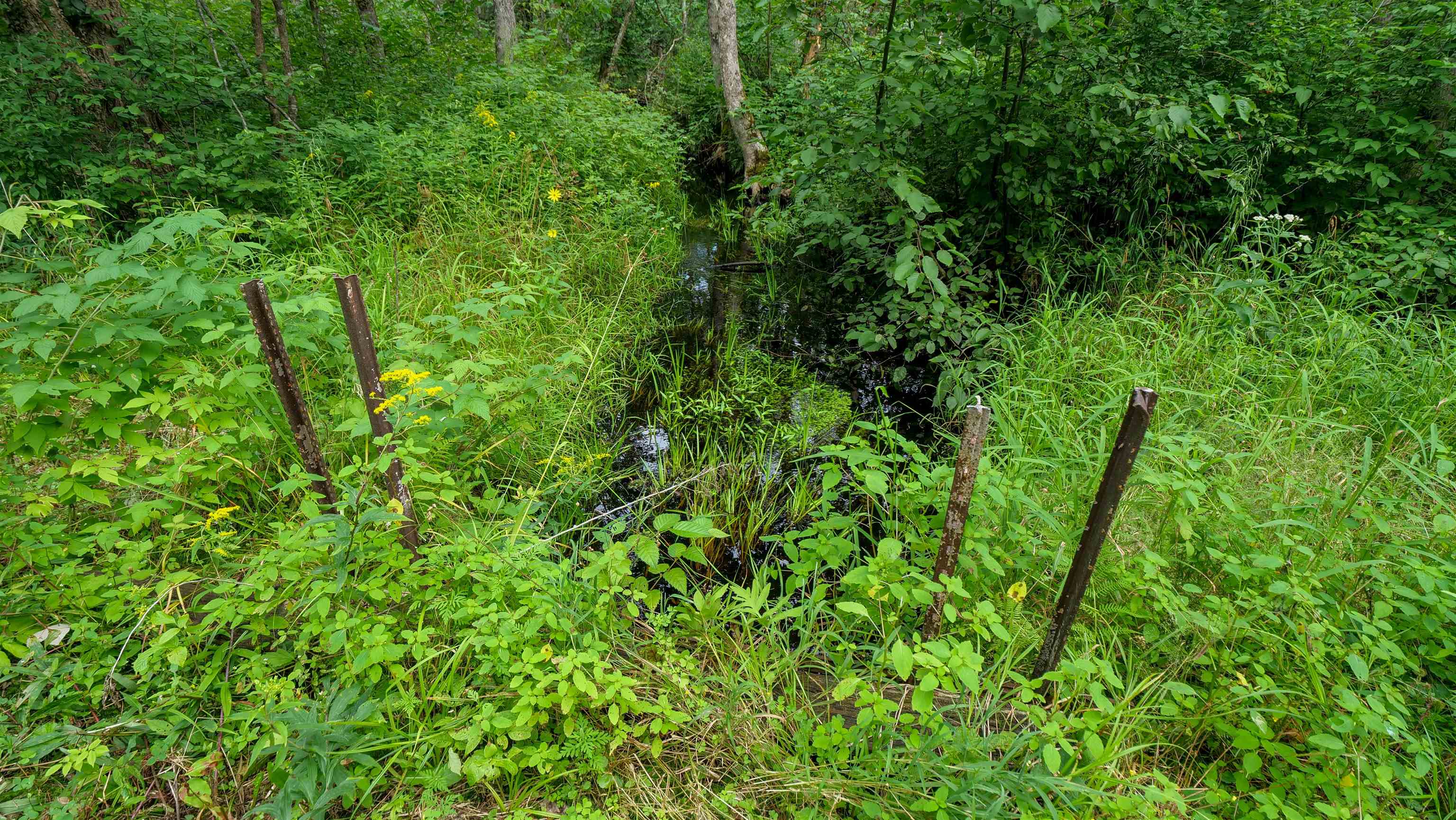 160-ac 160-ac Cedar Merrill, WI 54452 - Photo 9 of 63