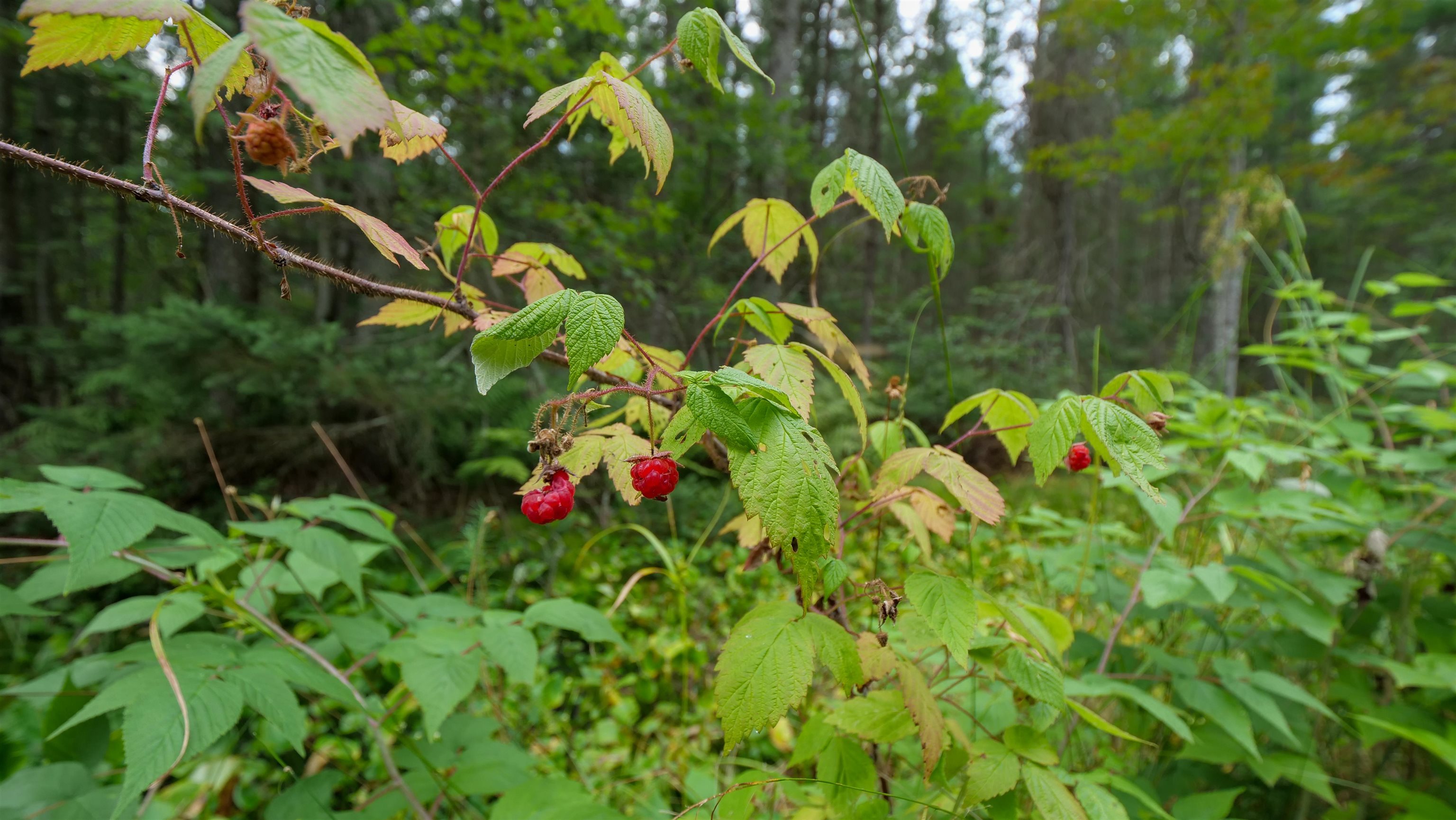 160-ac 160-ac Cedar Merrill, WI 54452 - Photo 10 of 63