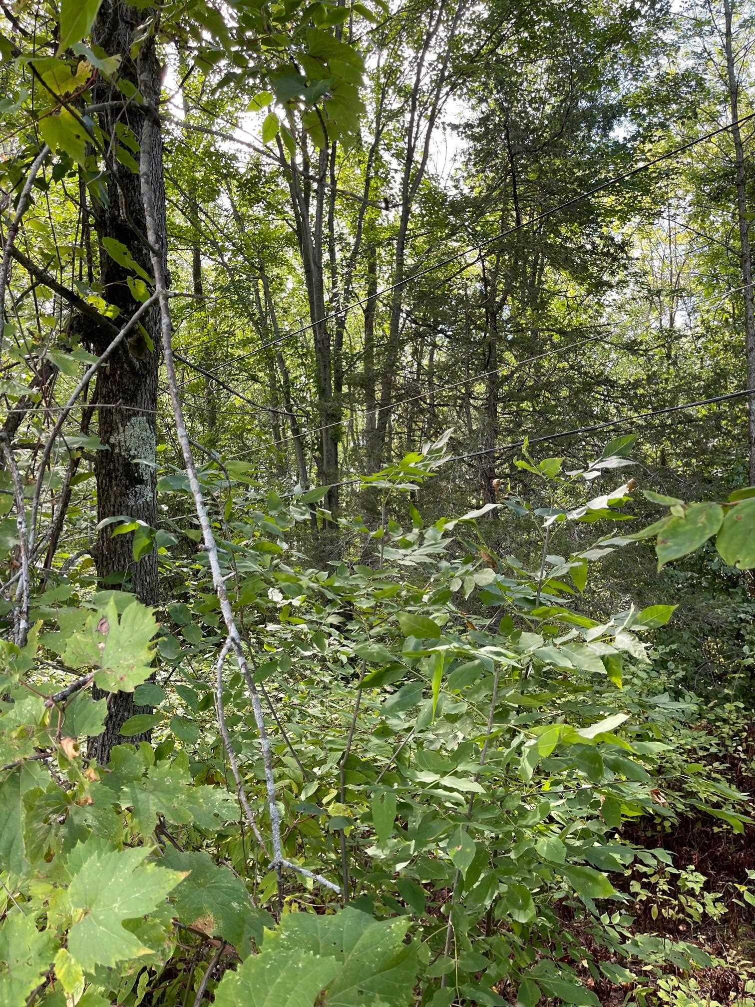 16 Hilltop Road Alburgh, VT 05440 - Photo 6 of 6 Gallery Image 6