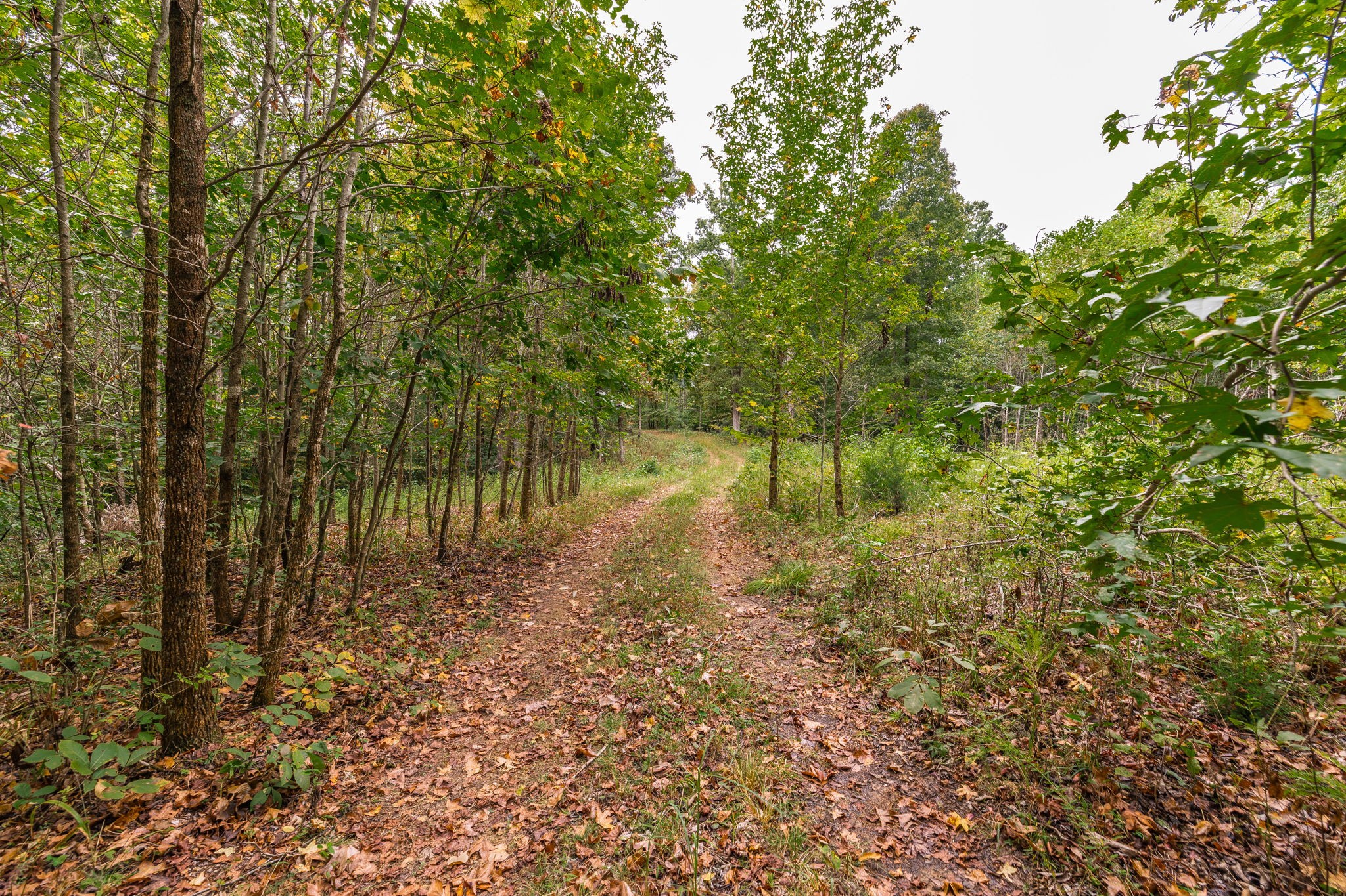 5776 Craft Road Joelton, TN 37080 - Photo 44 of 57 a view of a yard with plants and trees