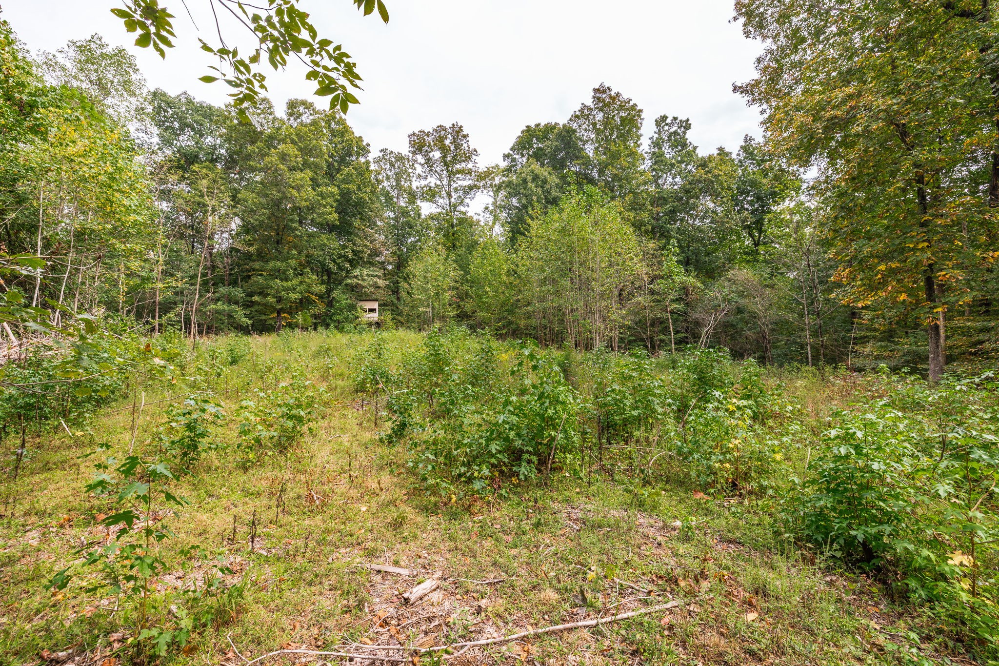 5776 Craft Road Joelton, TN 37080 - Photo 46 of 57 a view of a yard with plants and large trees