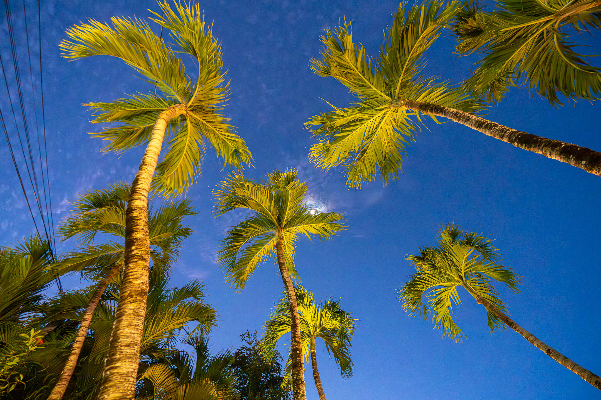 1019 Eaton Street Key West, FL 33040 - Photo 50 of 50 Twilight Shot of The Palms in Front