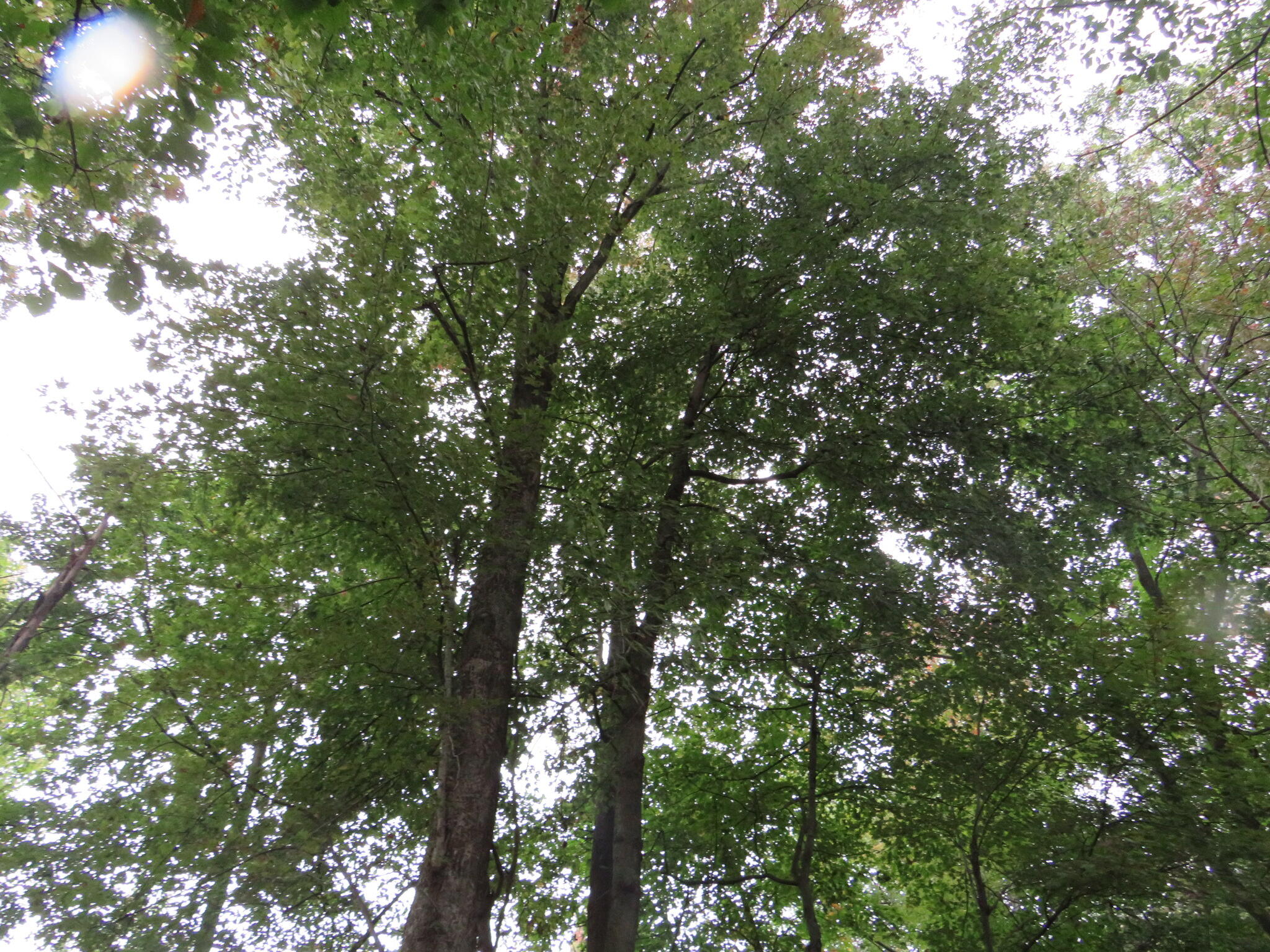 McClure Road Springport, MI 49284 - Photo 54 of 72 IMG_1474