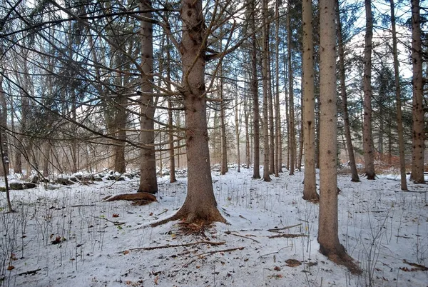a view of a backyard with large trees