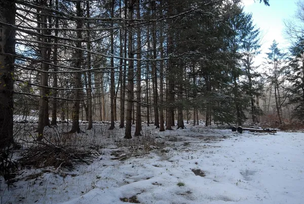 a view of a tree in the middle of a yard
