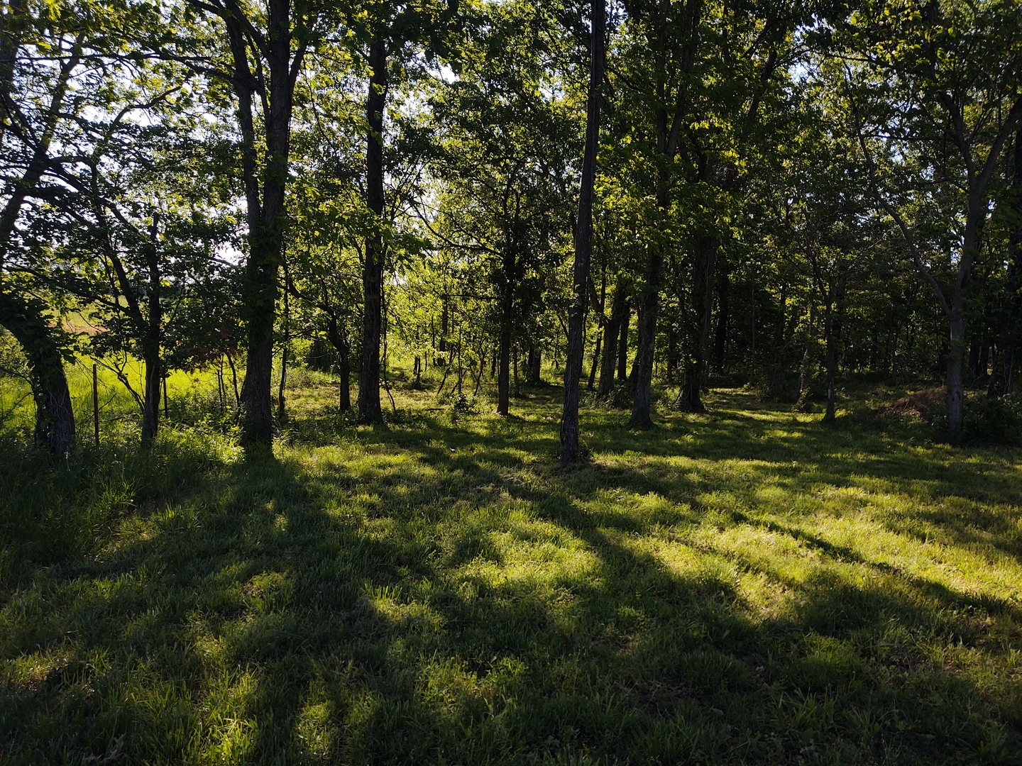 4745 Gum Springs Road Tunnel Hill, IL 62972 - Photo 13 of 15 a view of outdoor space with trees all around