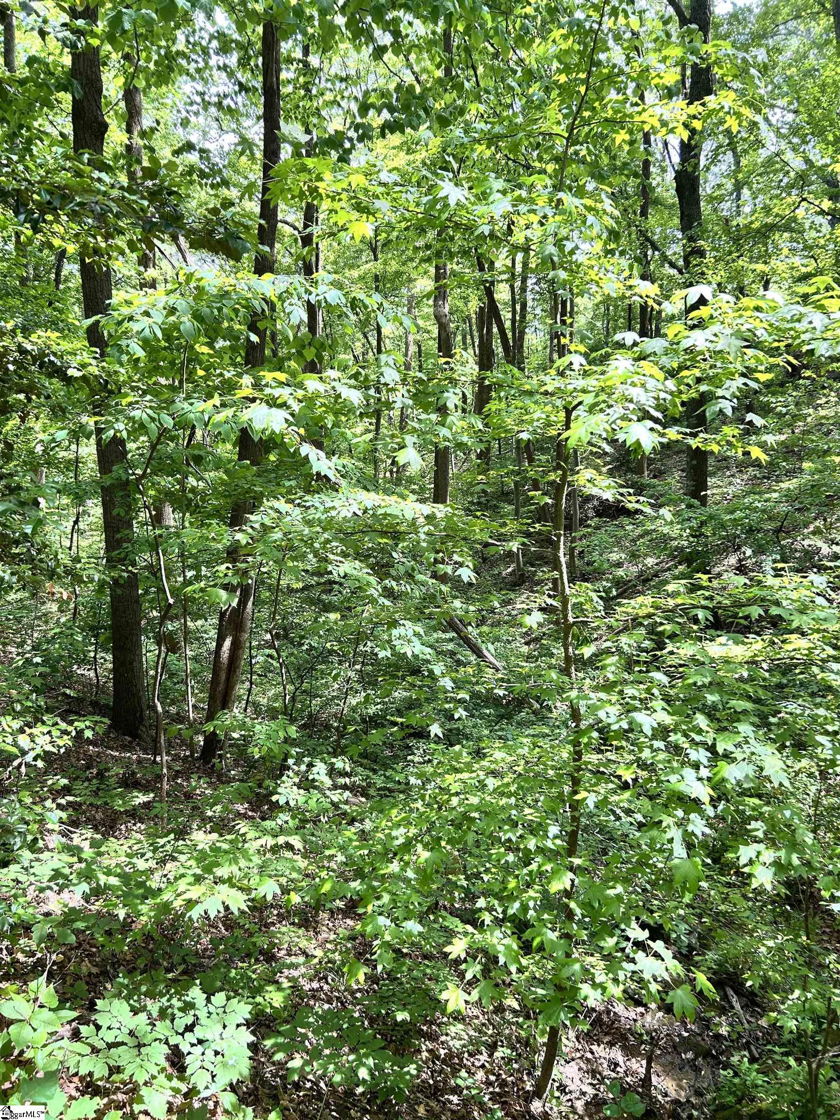 0 Needle Cragg Road Landrum, SC 29356 - Photo 8 of 14