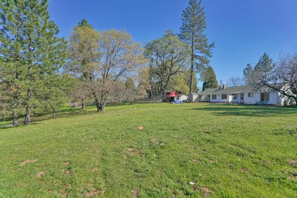 a view of a park with large trees