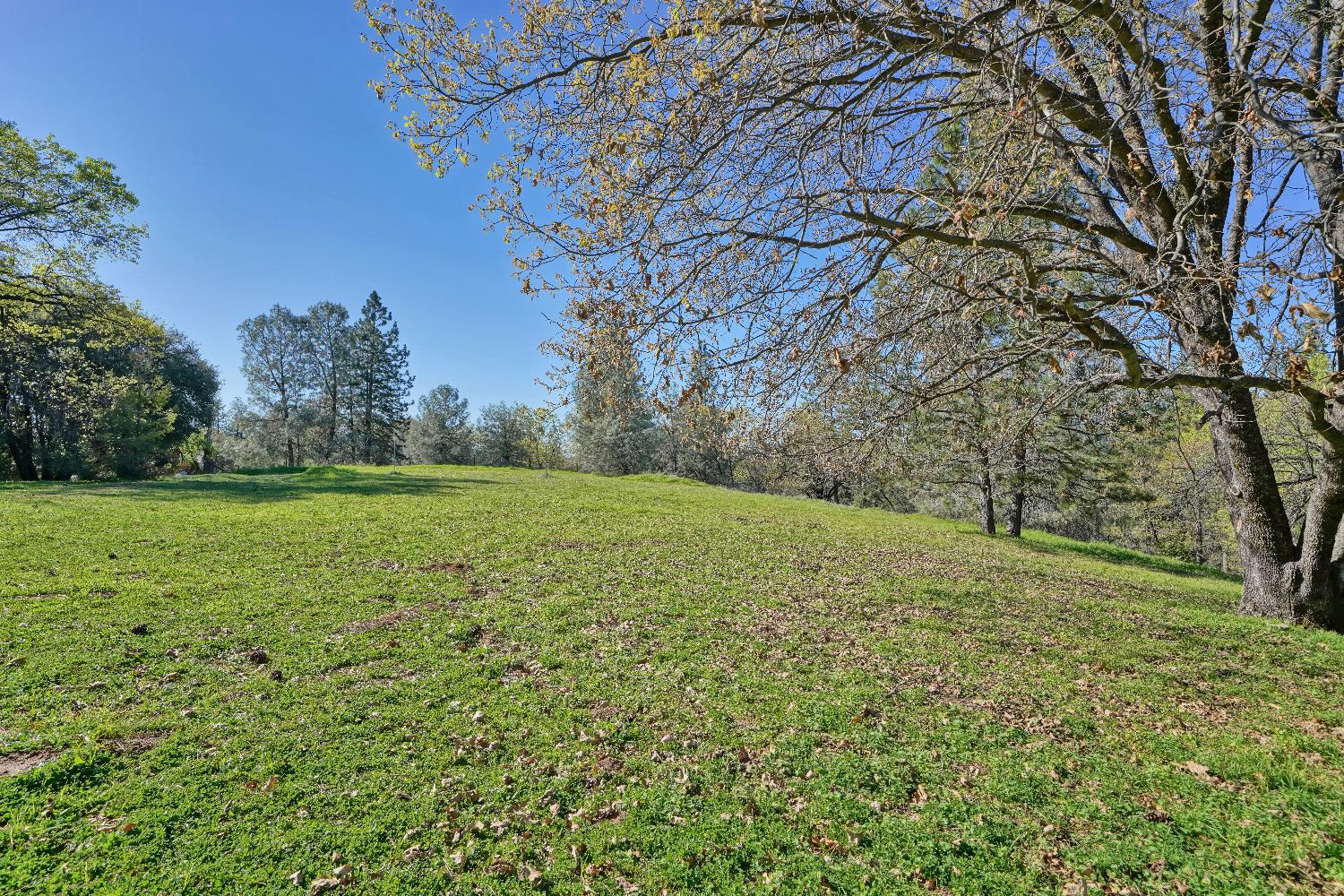 6261 Grizzly Flat Road Somerset, CA 95684 - Photo 58 of 63 a big yard with lots of green space and trees