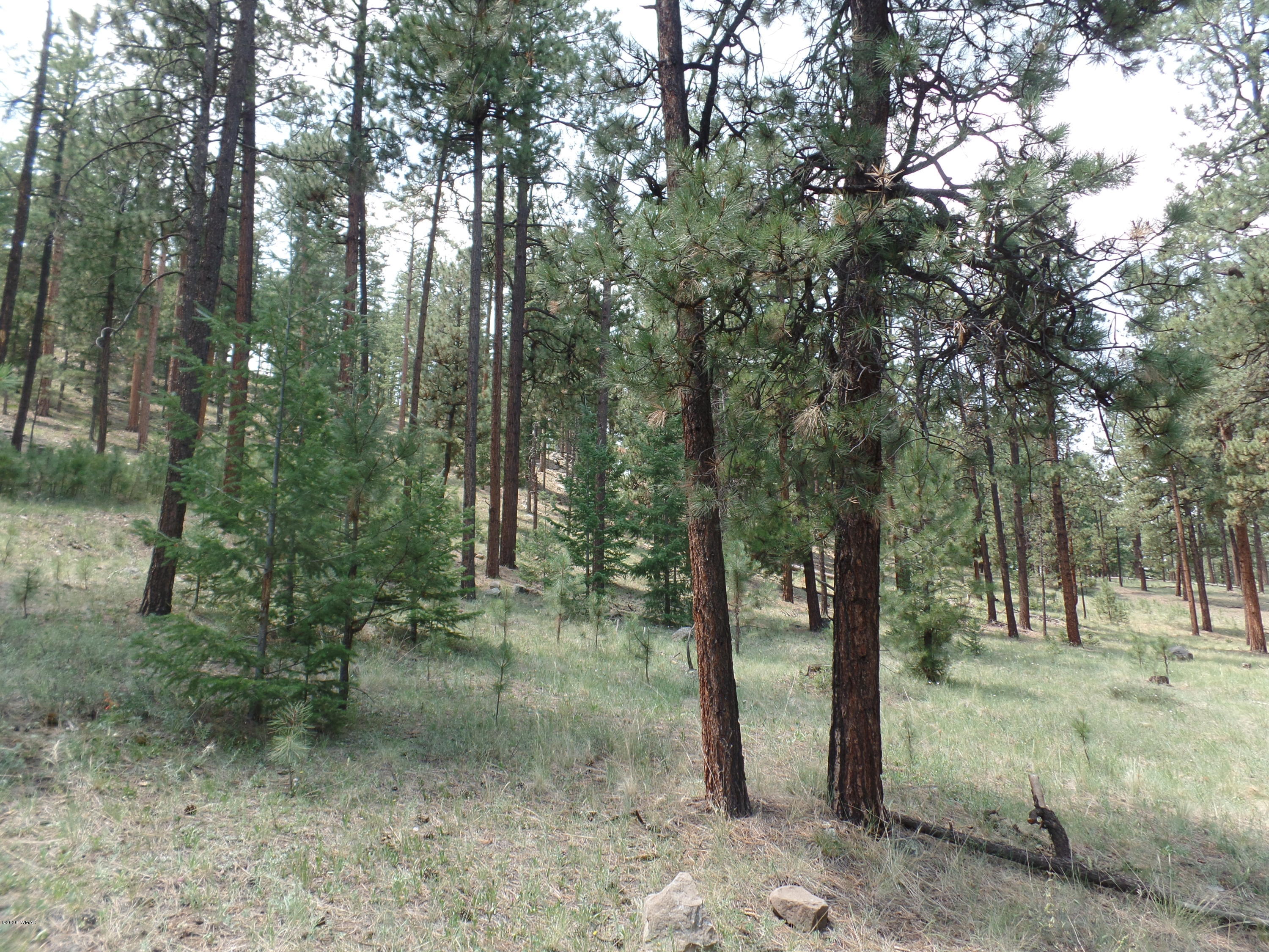 3 County Road Greer, AZ 85927 - Photo 2 of 3