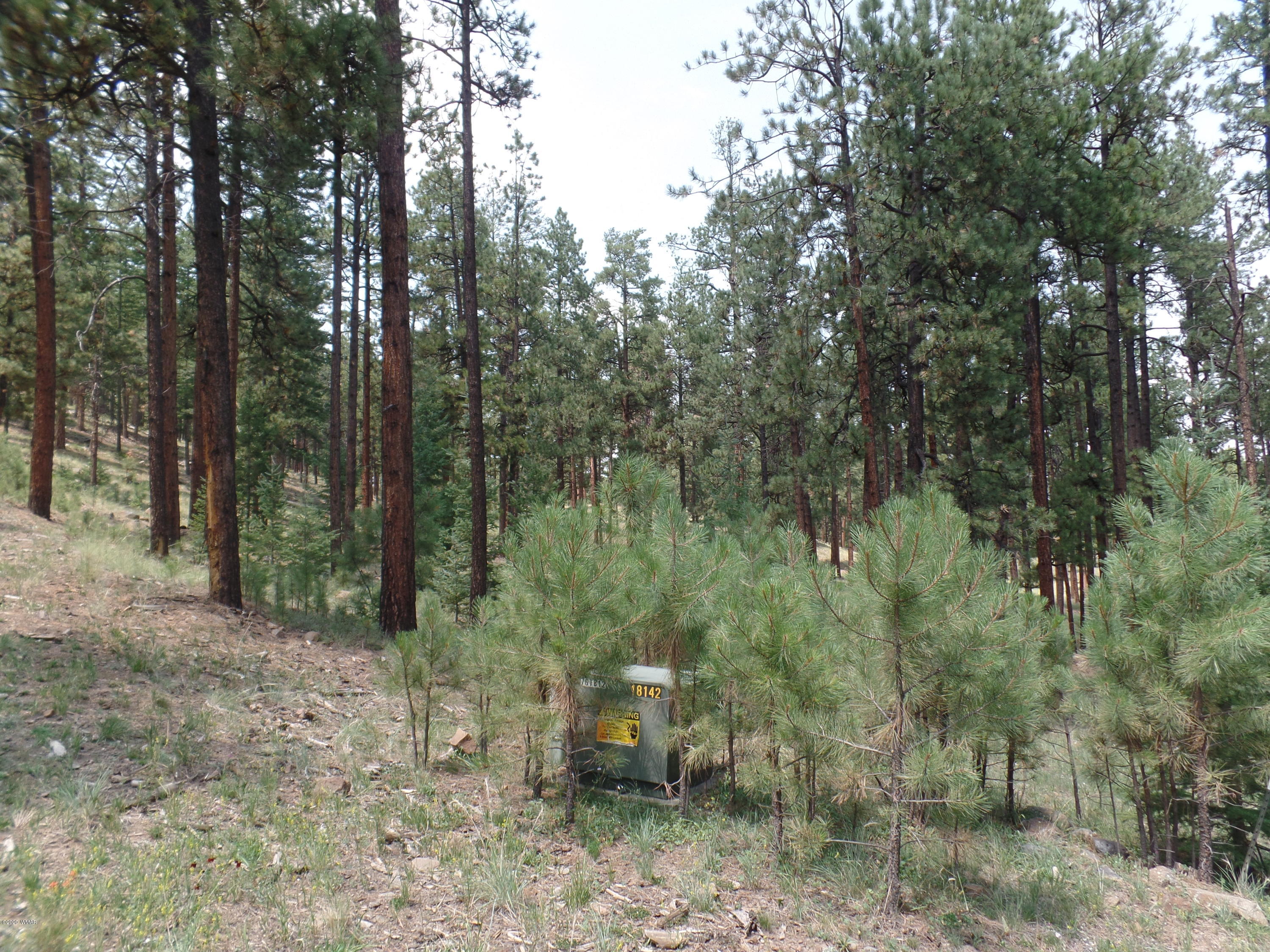 3 County Road Greer, AZ 85927 - Photo 3 of 3