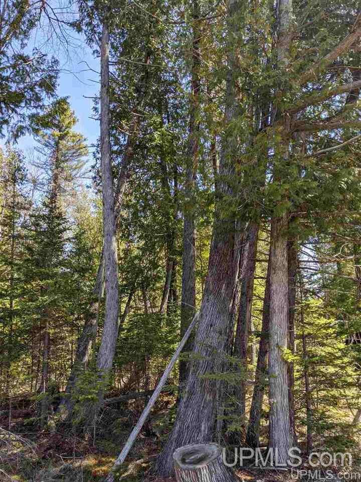 Tbd Off Leeman Road, Unit SENW NESW Sagola, MI 49881 - Photo 14 of 18